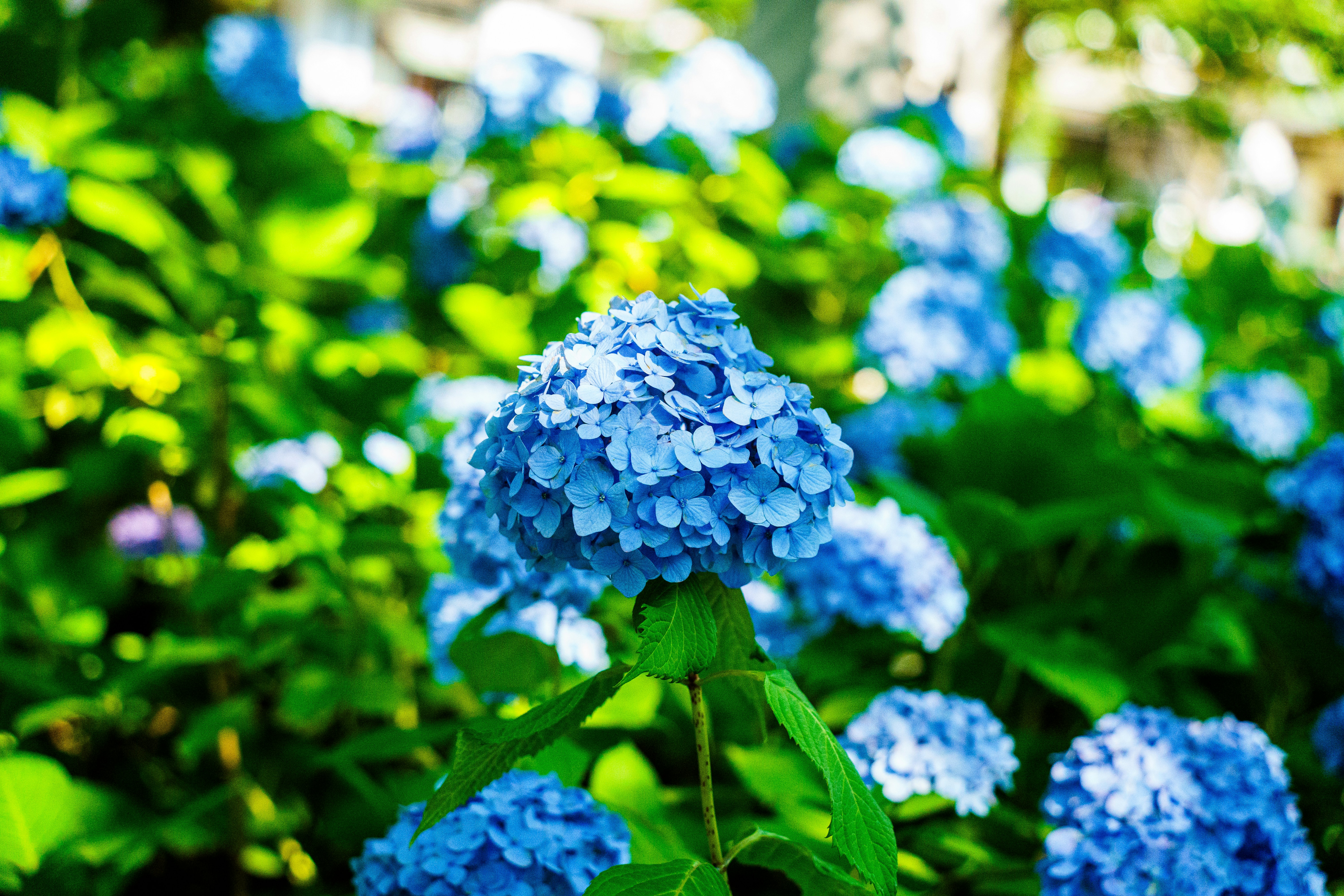 Photo by kent_shimazaki