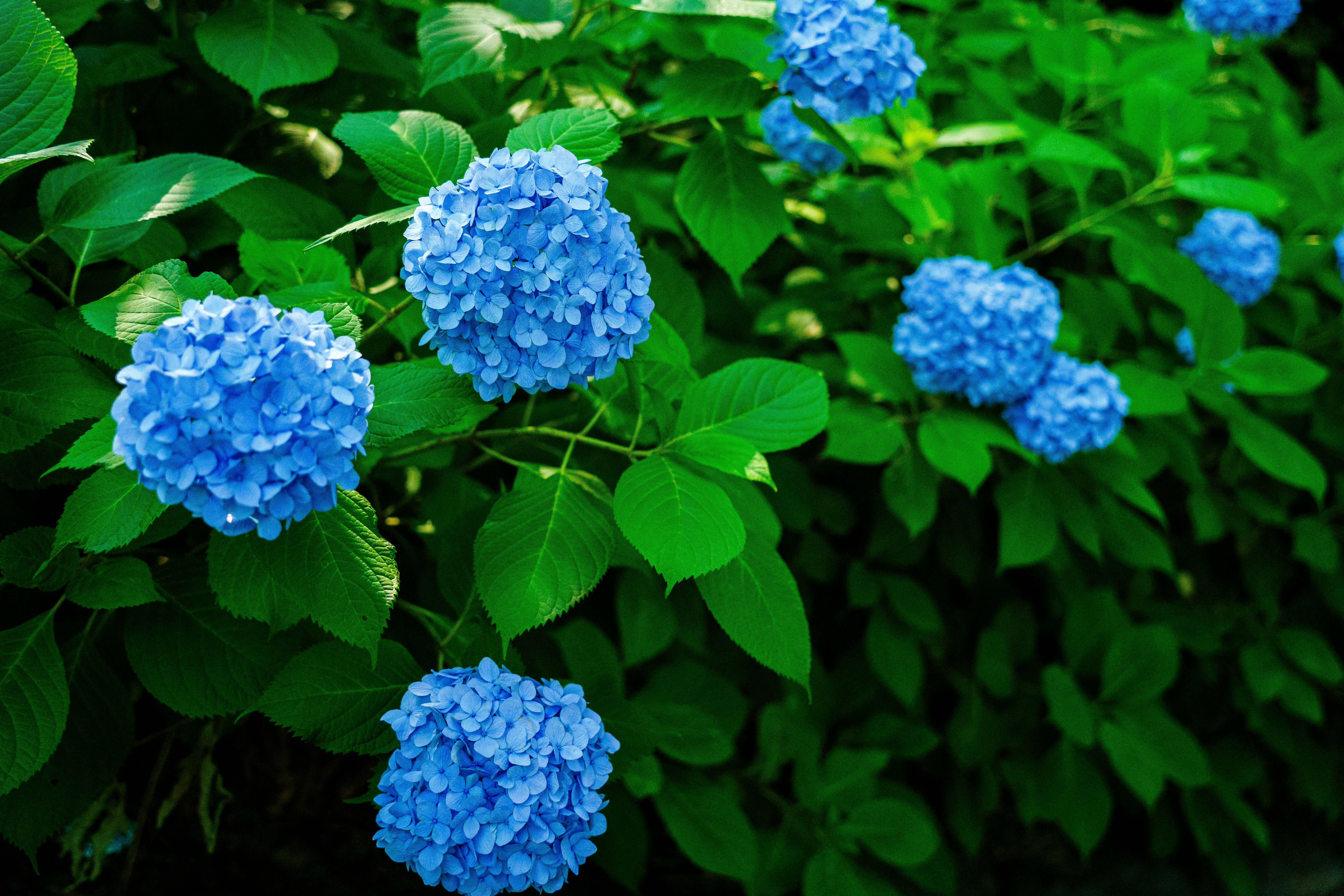 Photo by kent_shimazaki