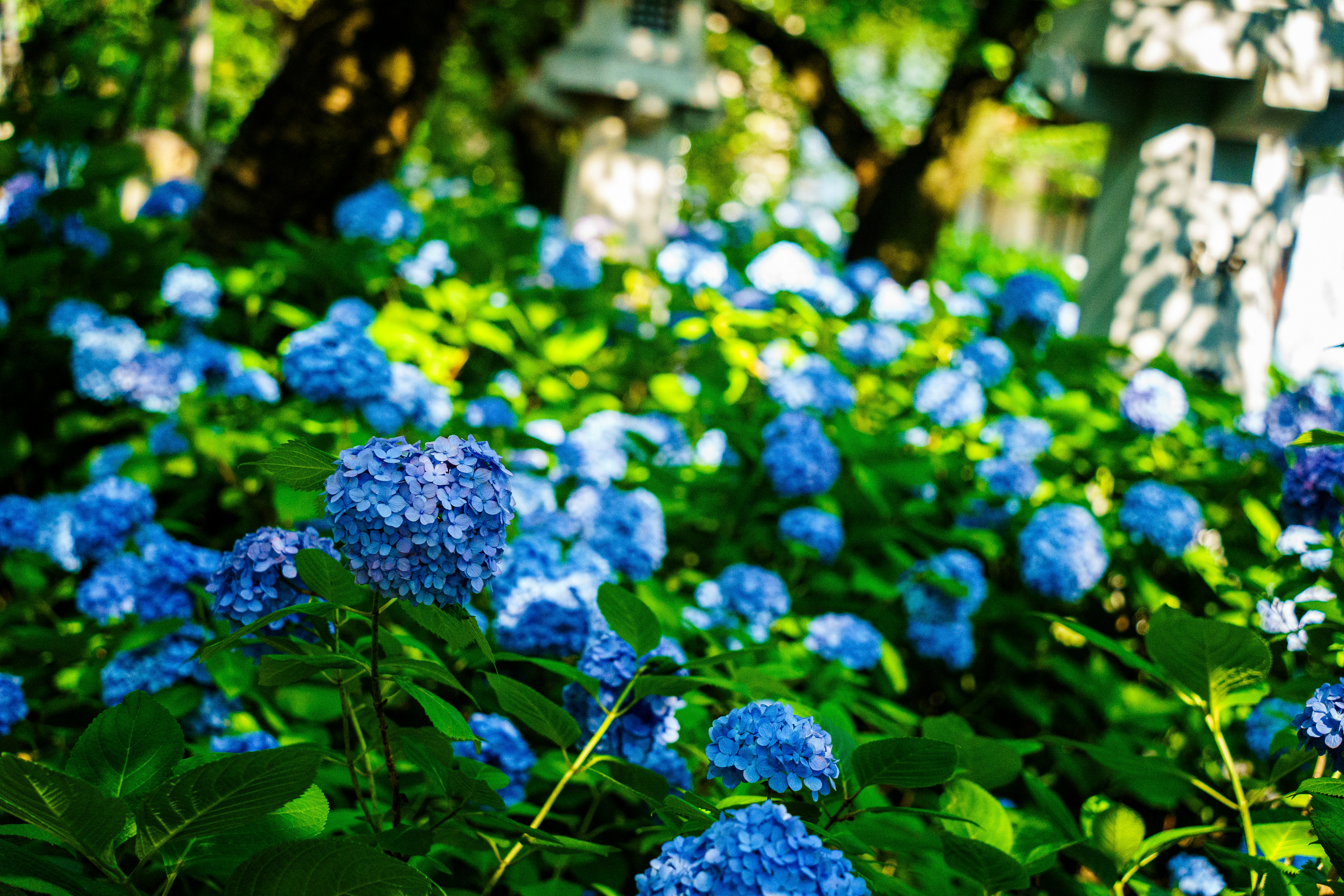 Photo by kent_shimazaki