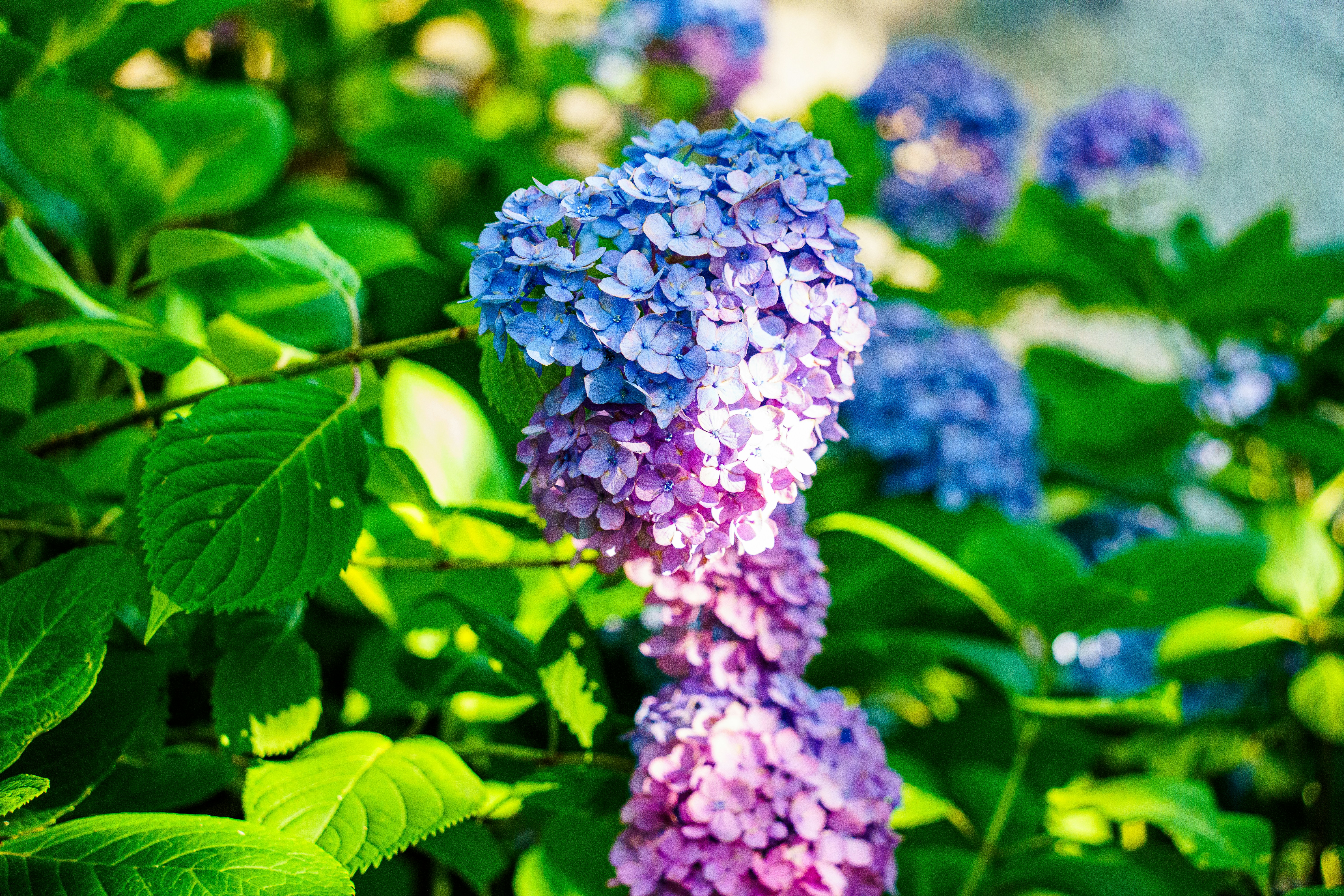 Photo by kent_shimazaki