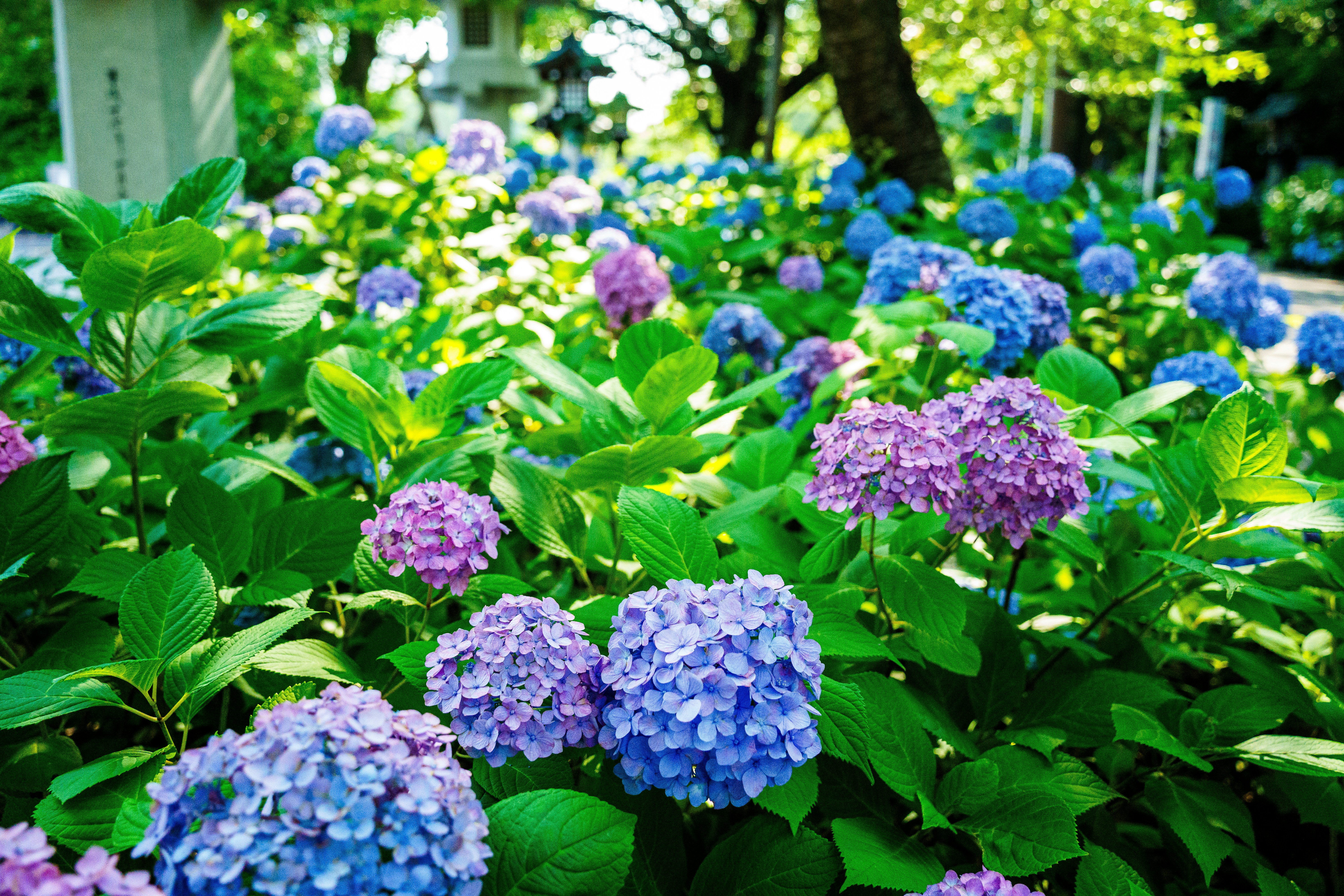 Photo by kent_shimazaki