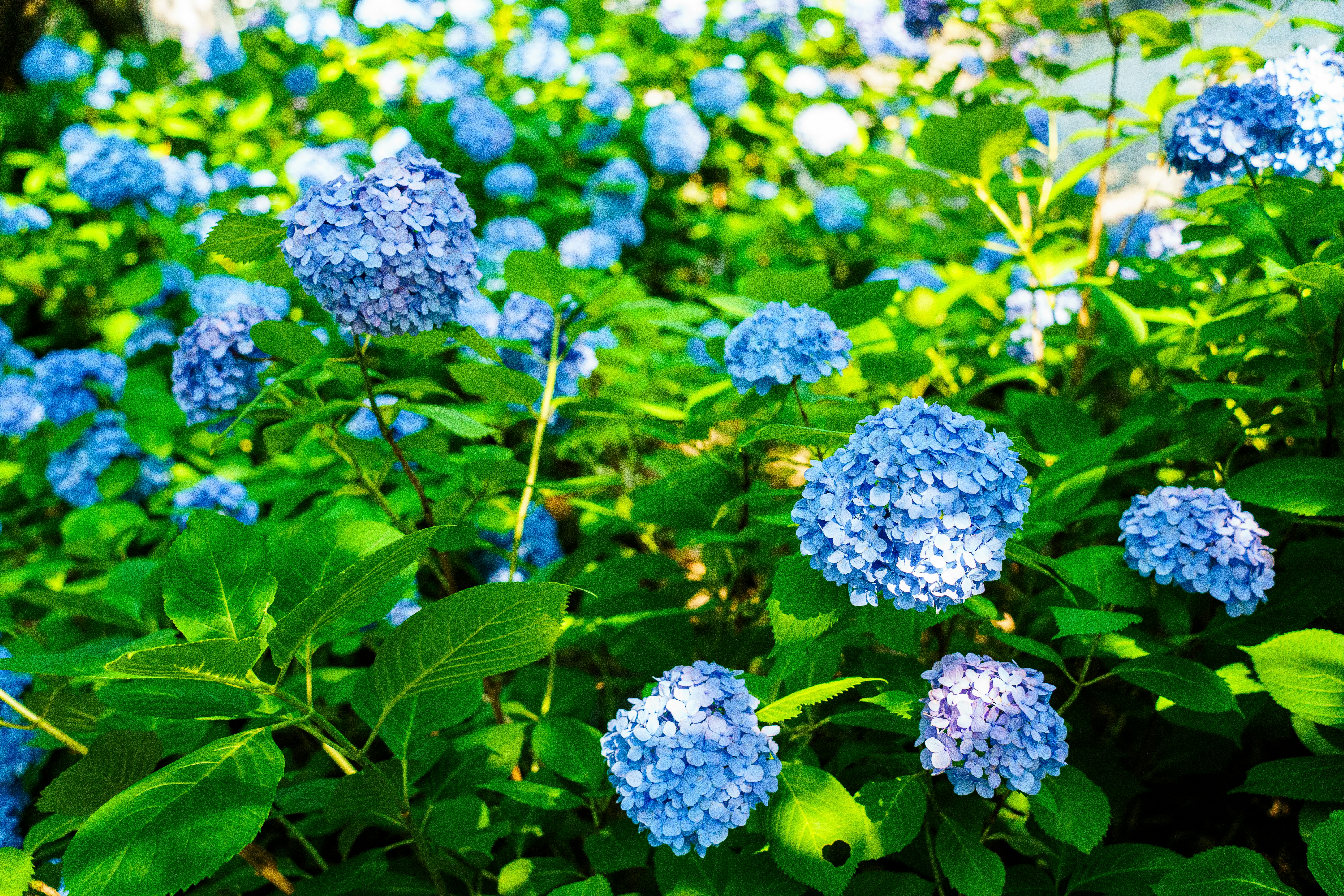 Photo by kent_shimazaki