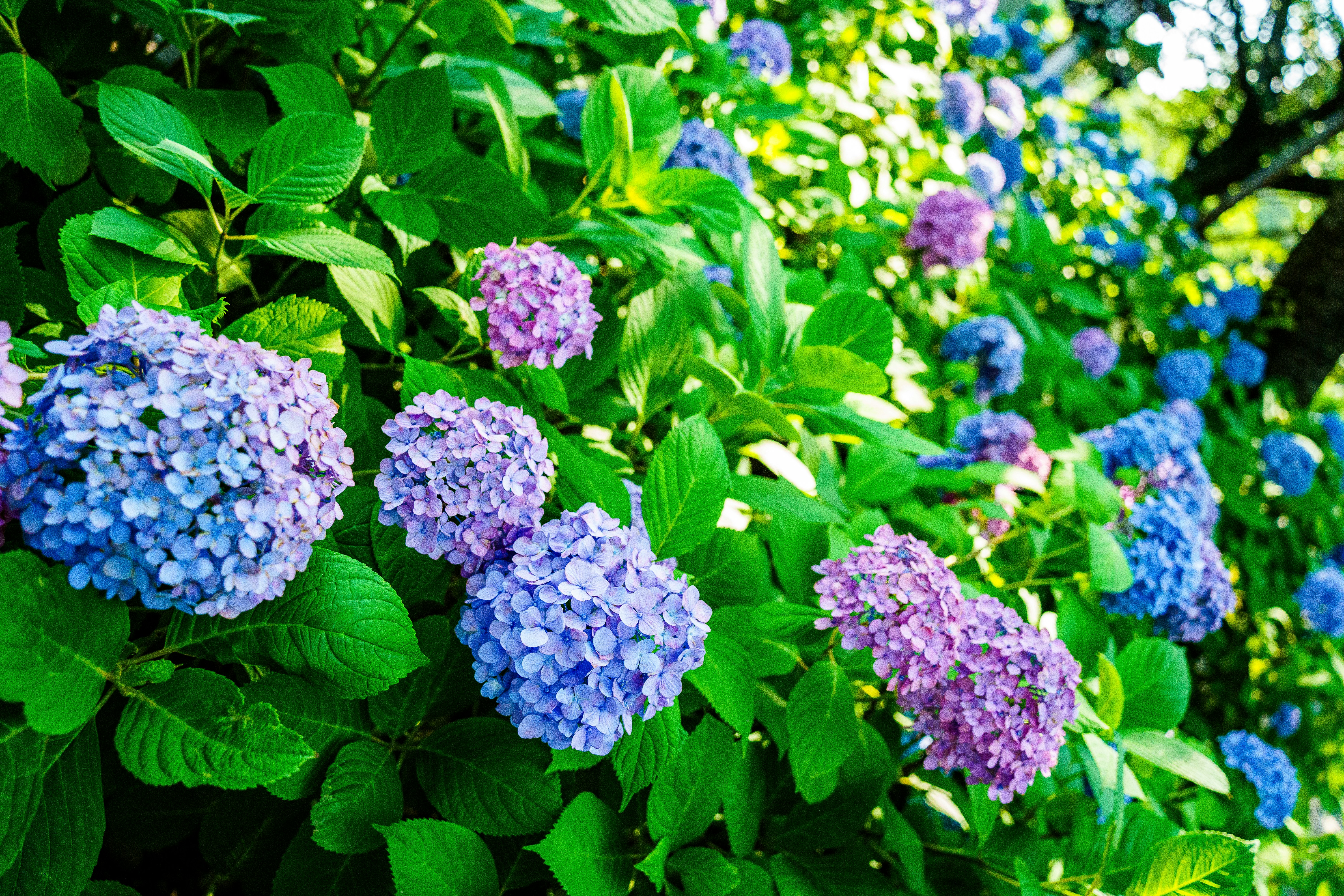 Photo by kent_shimazaki