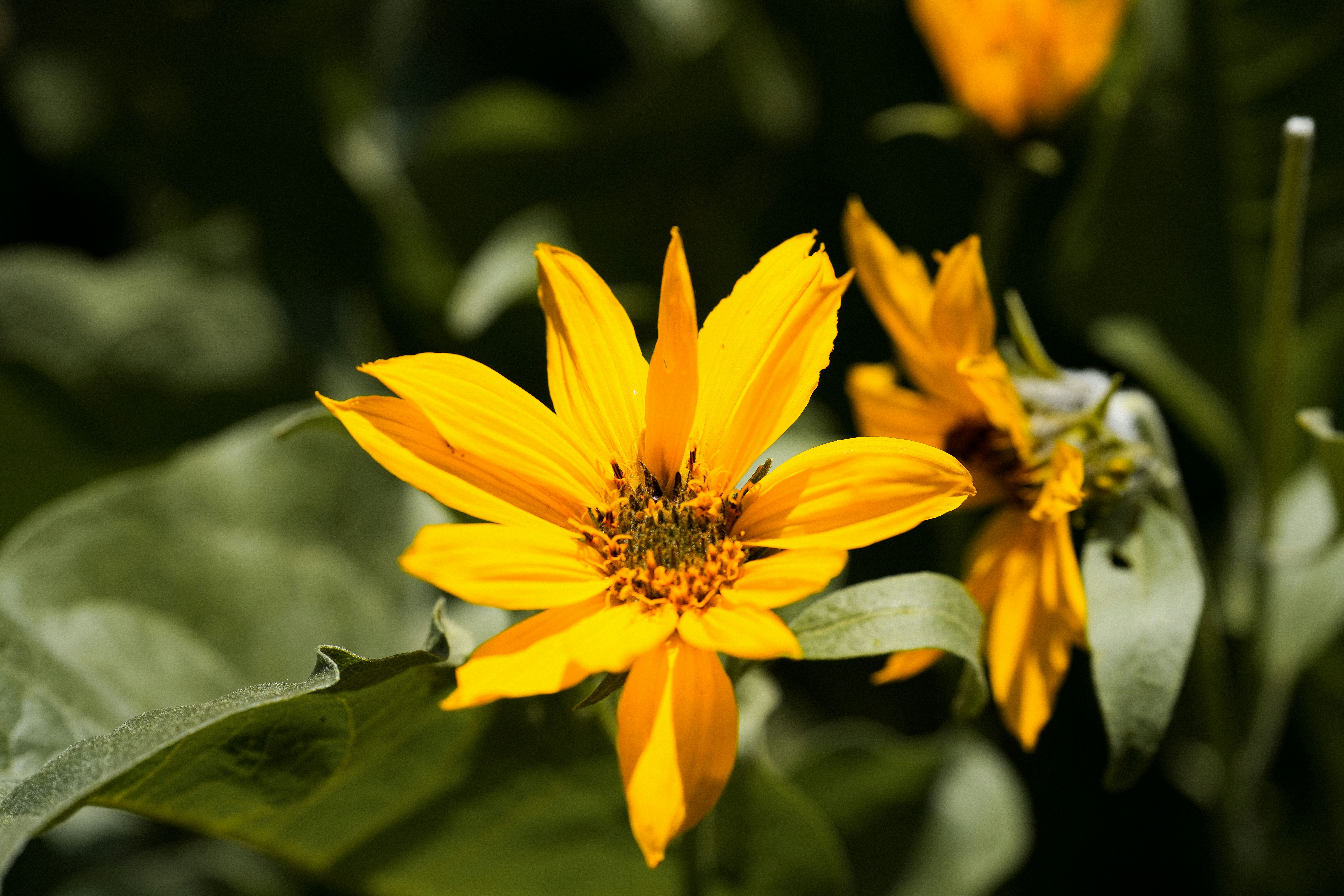 a close up of a yellow flower with green leaves