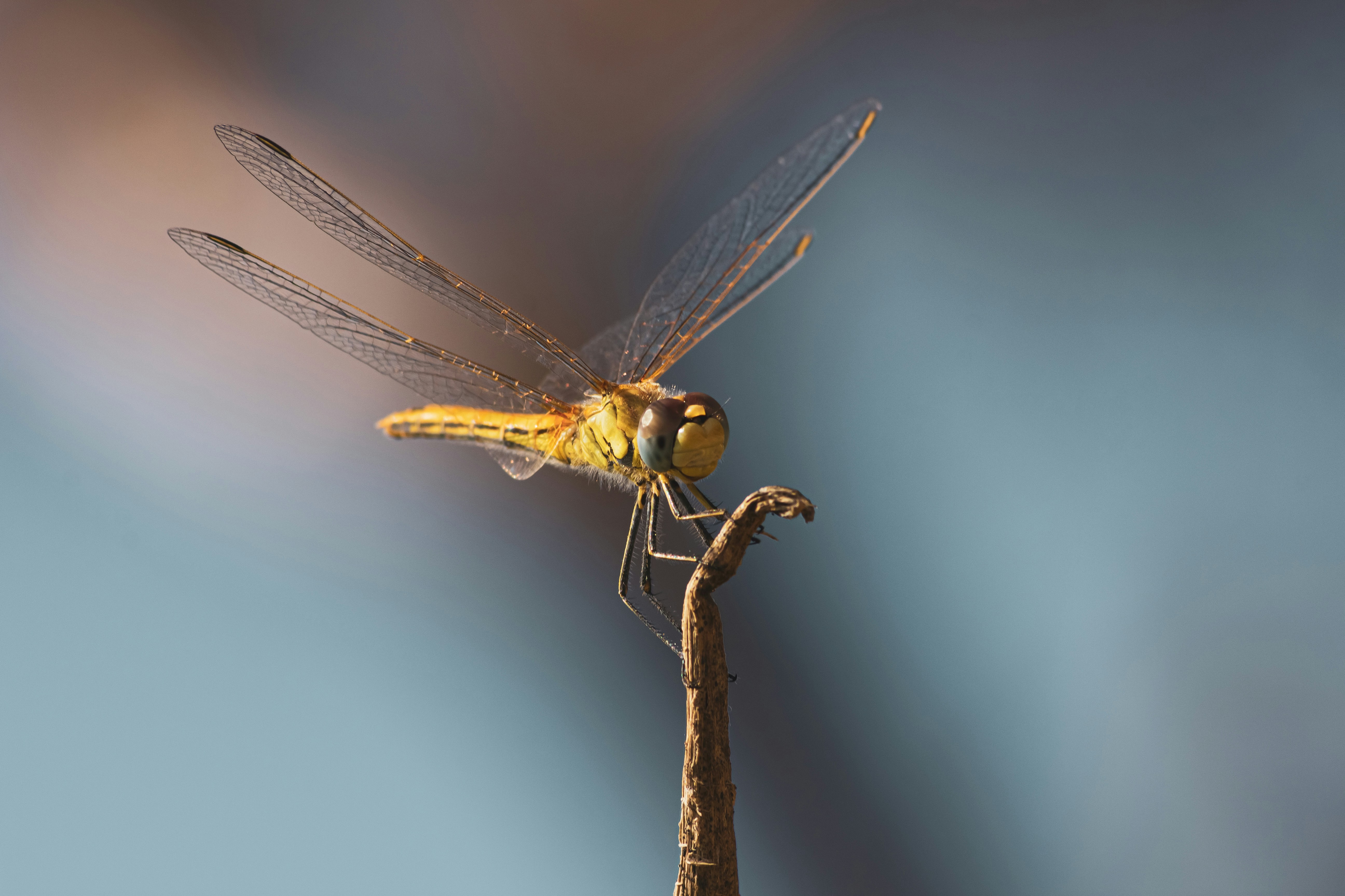 Photo by carlosborges_