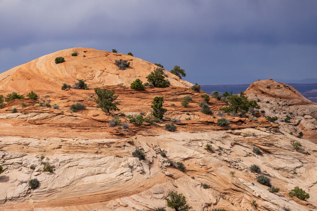 a rocky outcropping with trees growing out of it,