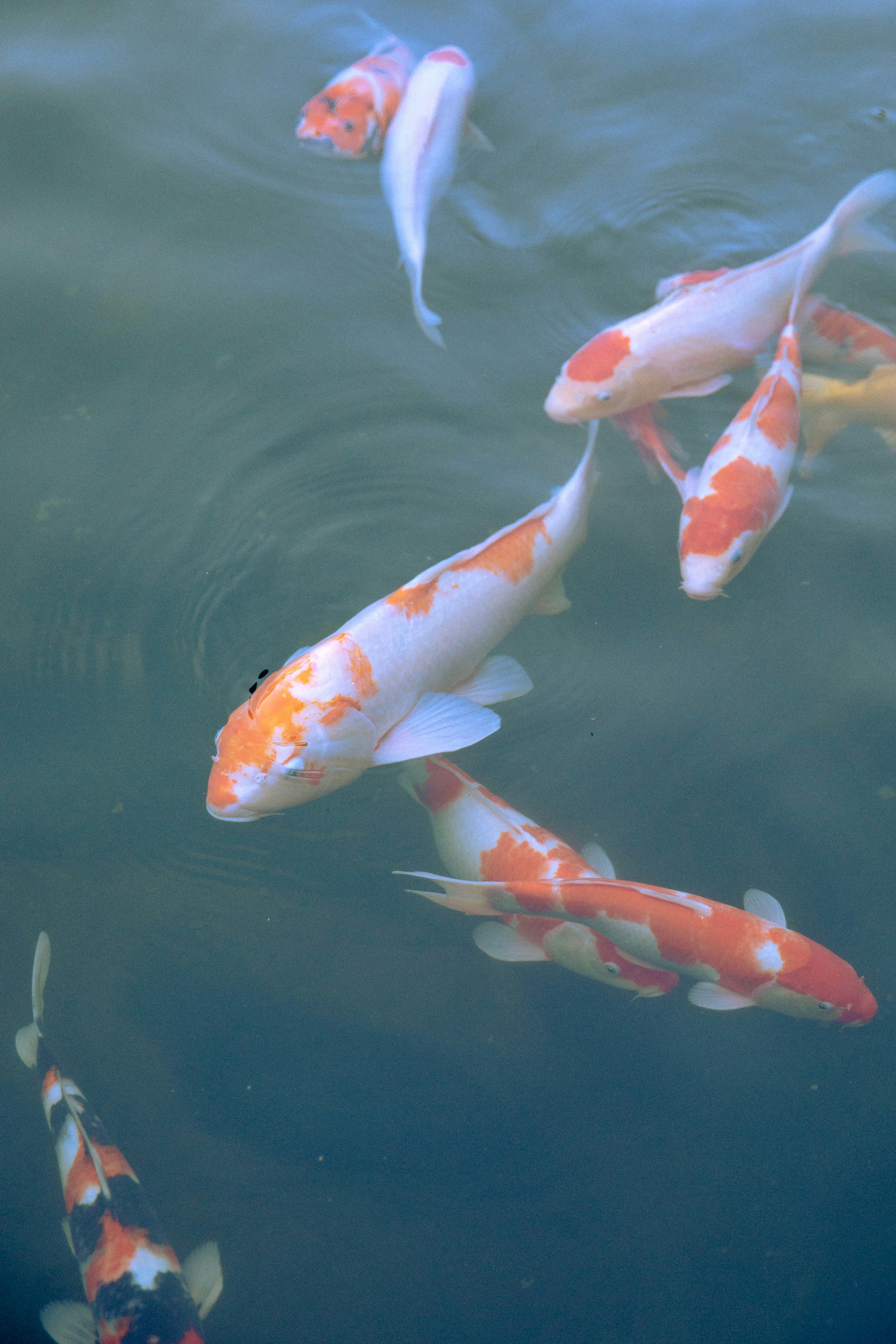 Photo by hanxiaoyaaaaa