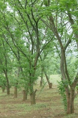 a group of trees that are in the grass