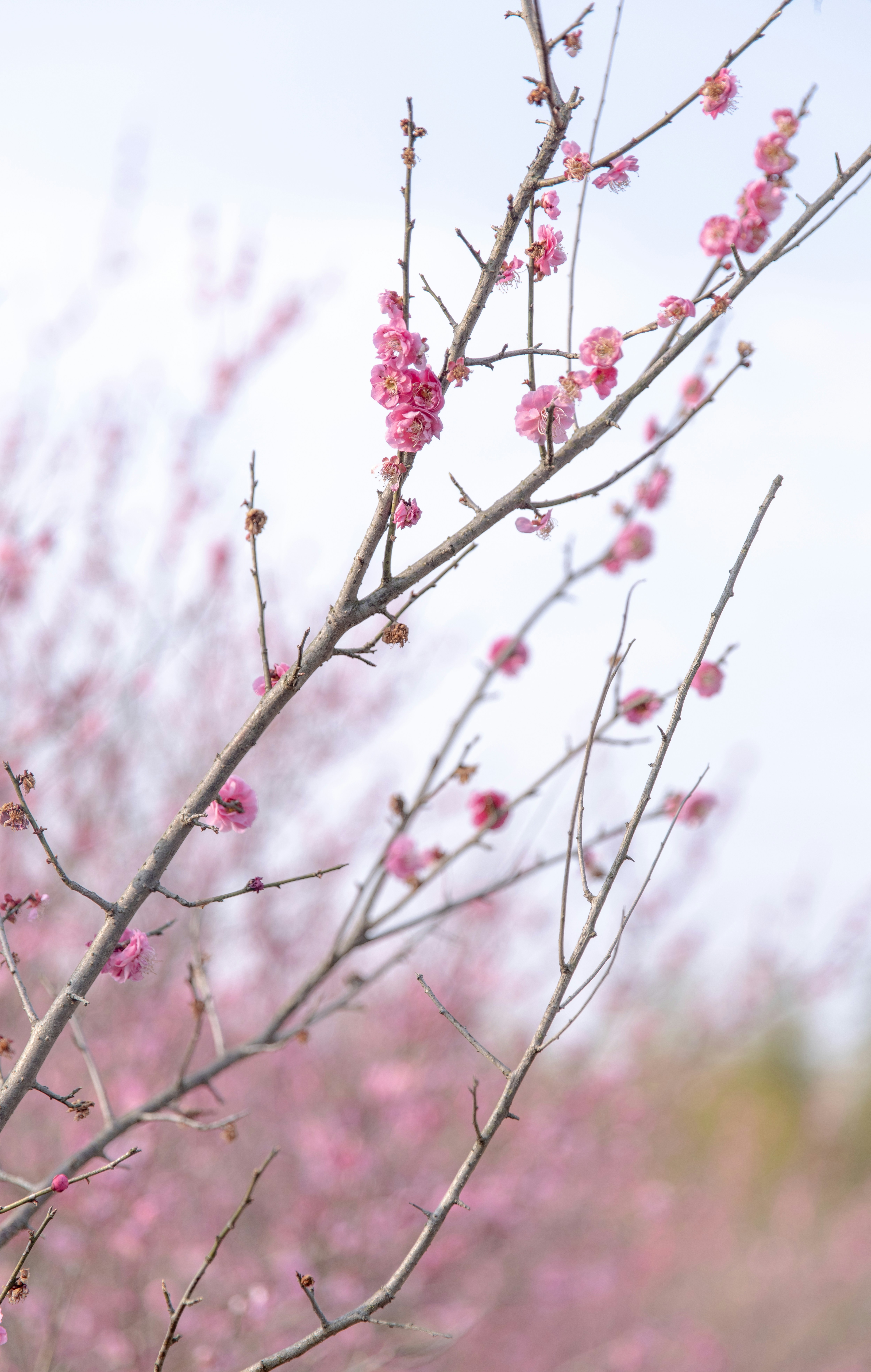 Photo by hanxiaoyaaaaa