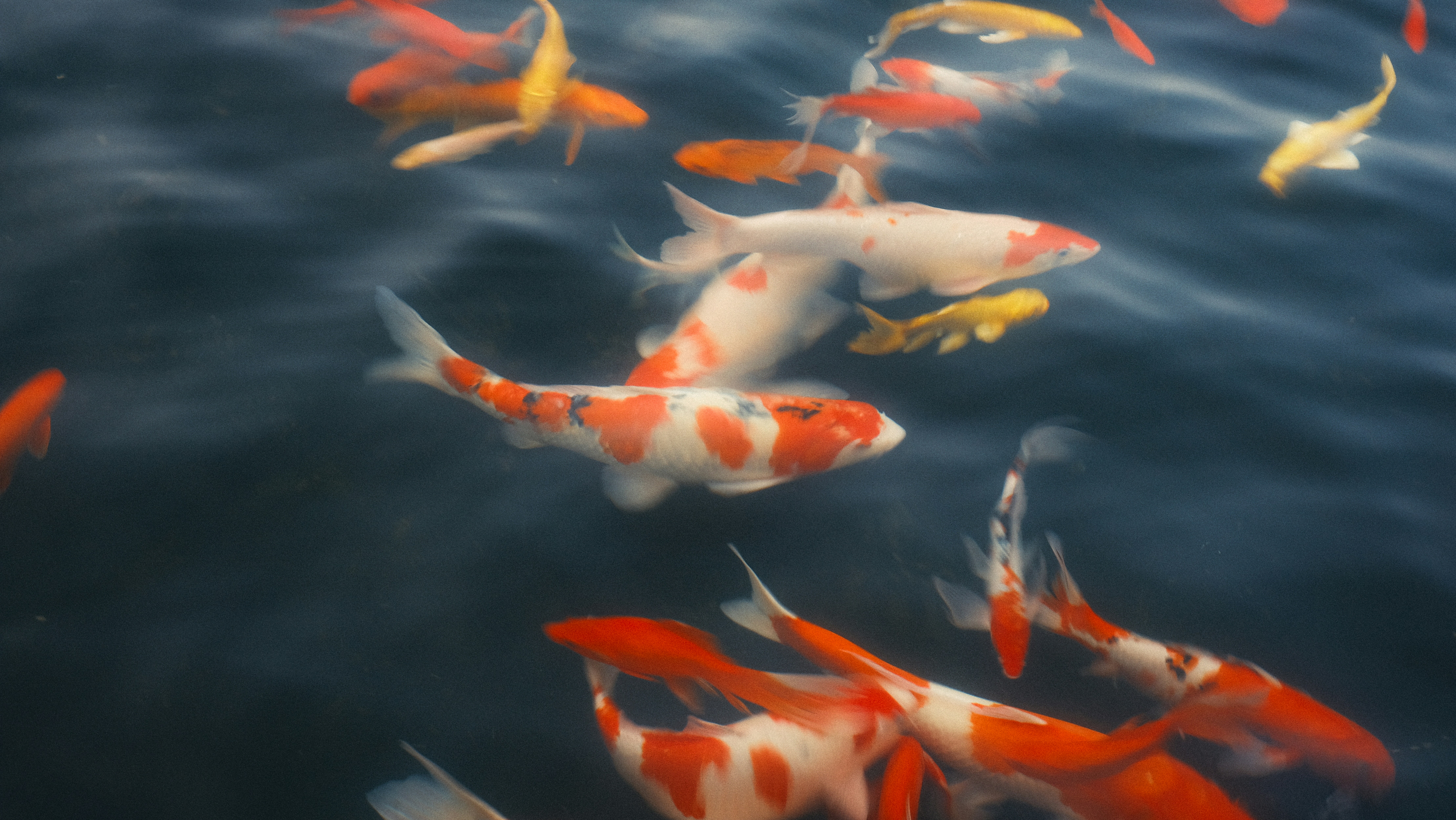Sekelompok ikan koi oranye dan putih berenang di kolam