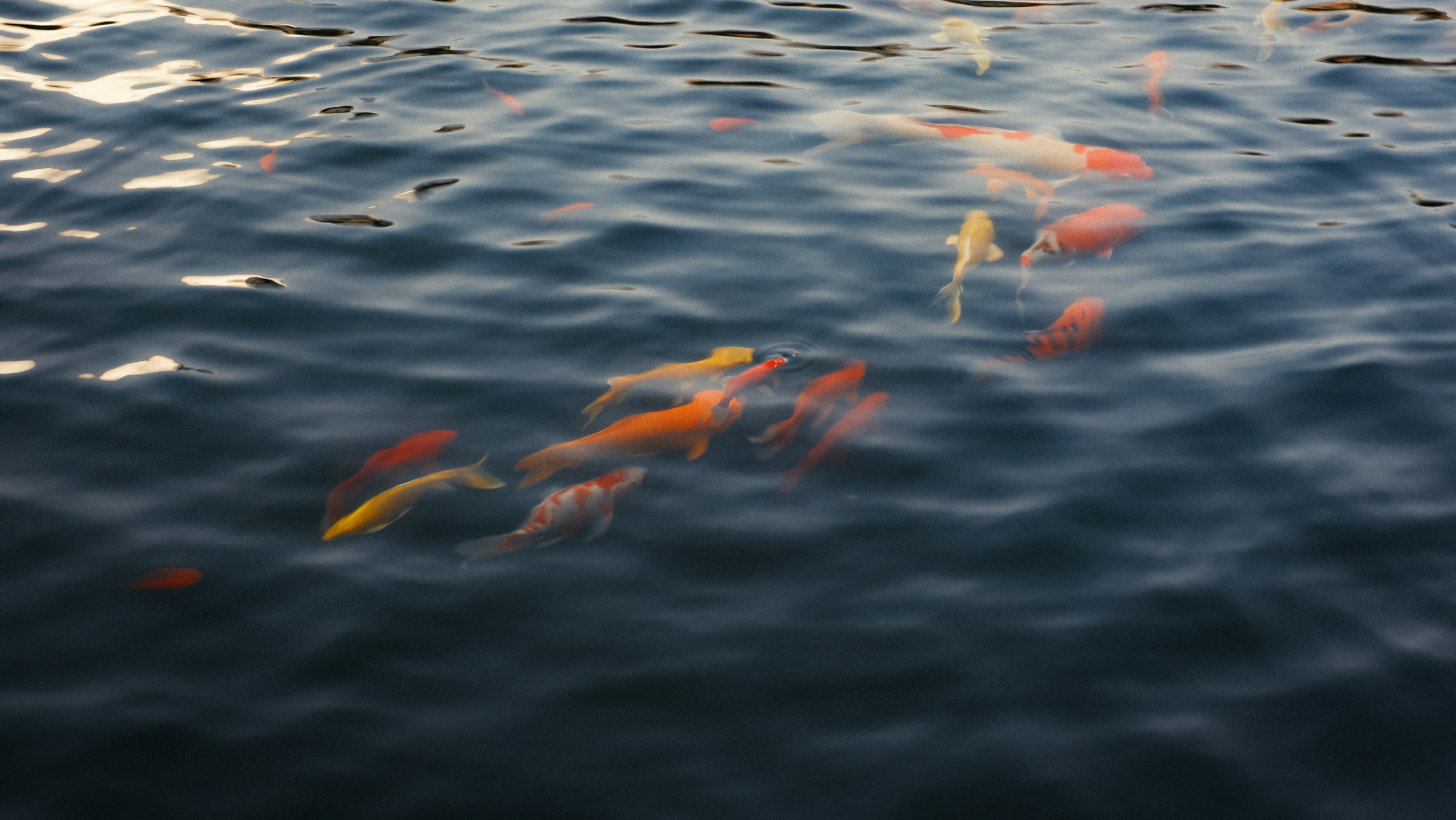 Photo by hanxiaoyaaaaa