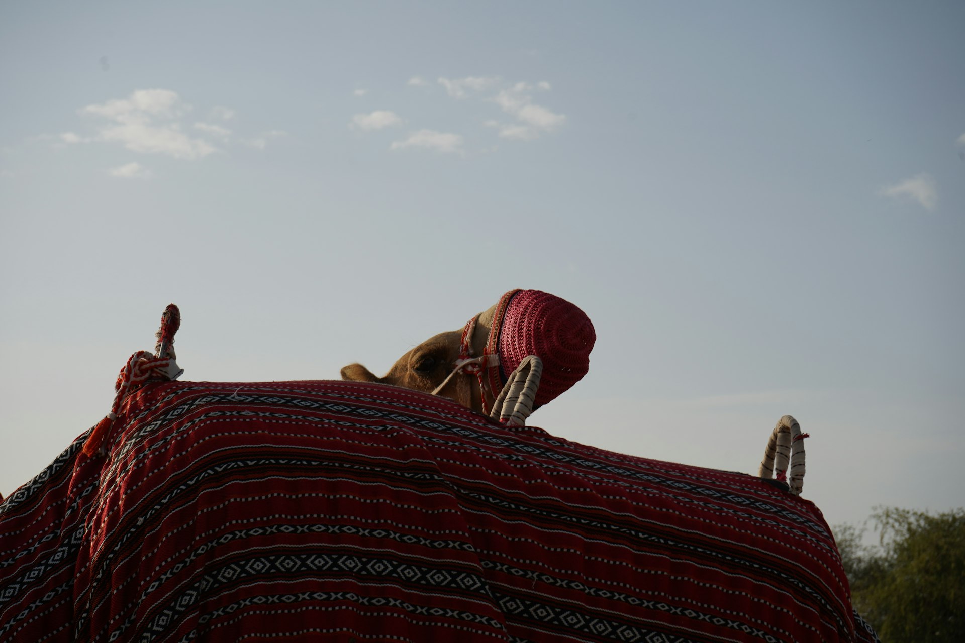 a person wrapped in a blanket with a dog laying on top of it
