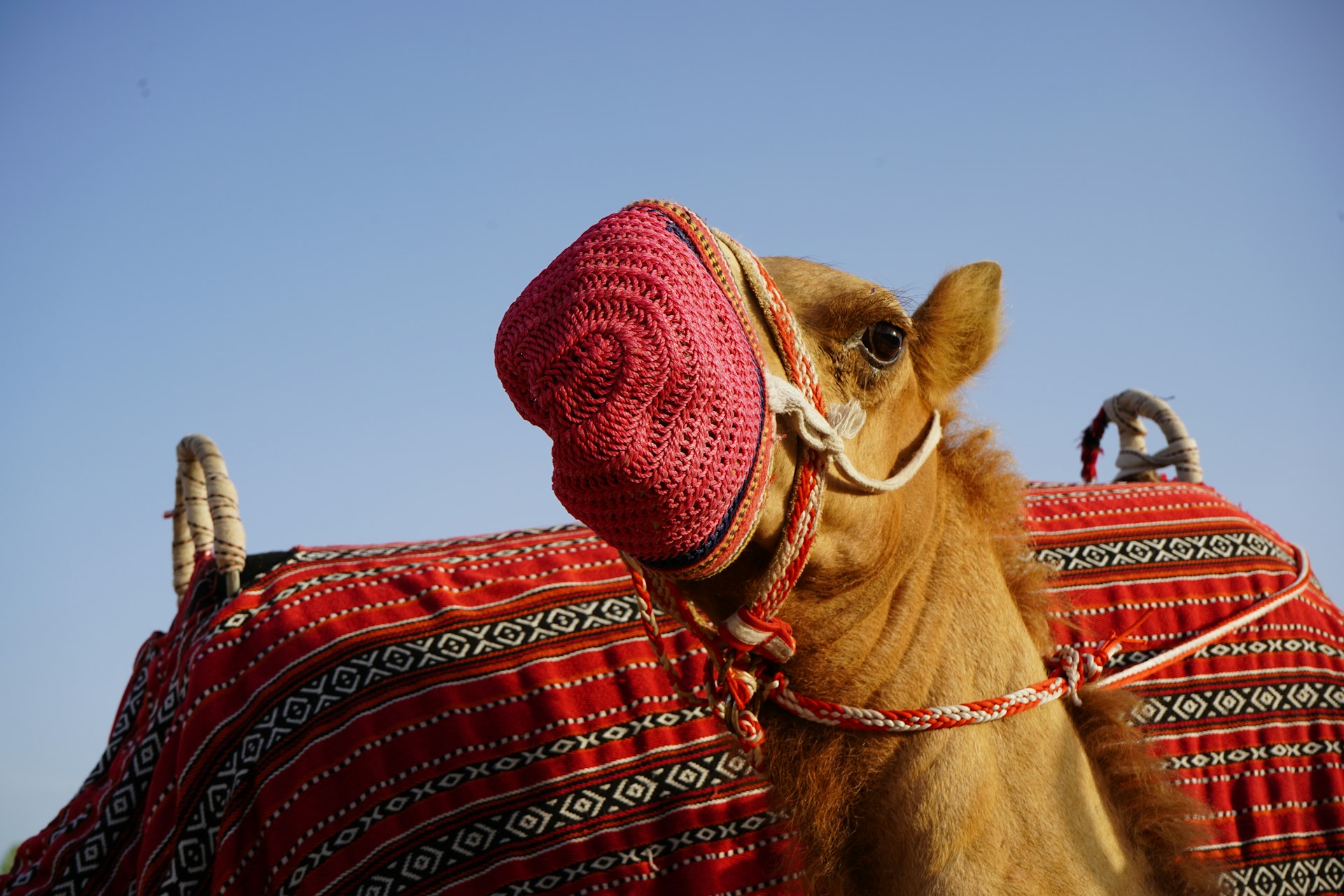 a camel with a red blanket on it's back