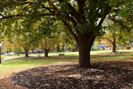 a park filled with lots of trees and lots of leaves
