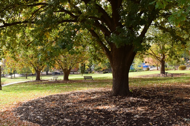 a park filled with lots of trees and lots of leaves