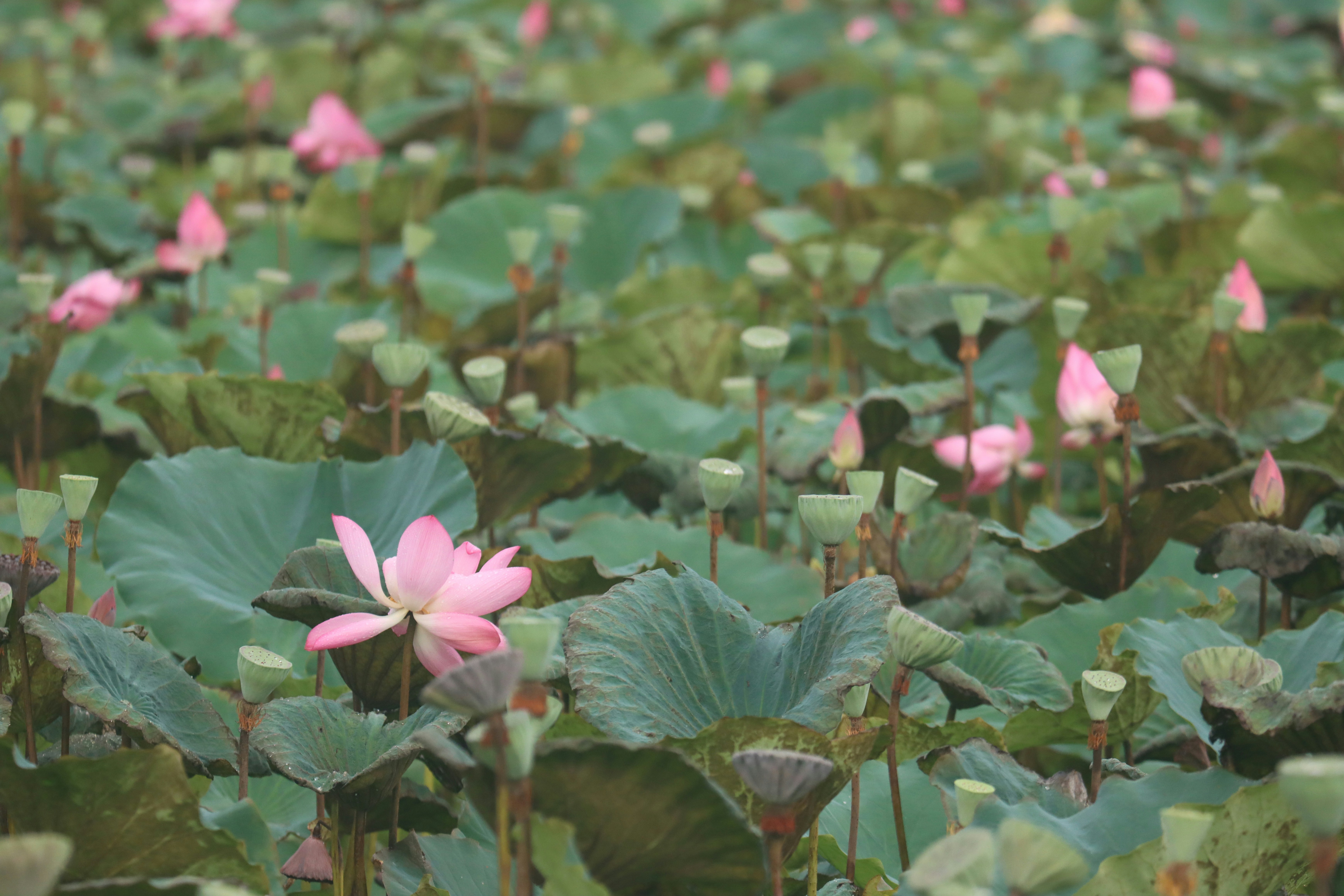a field full of pink flowers and green leaves