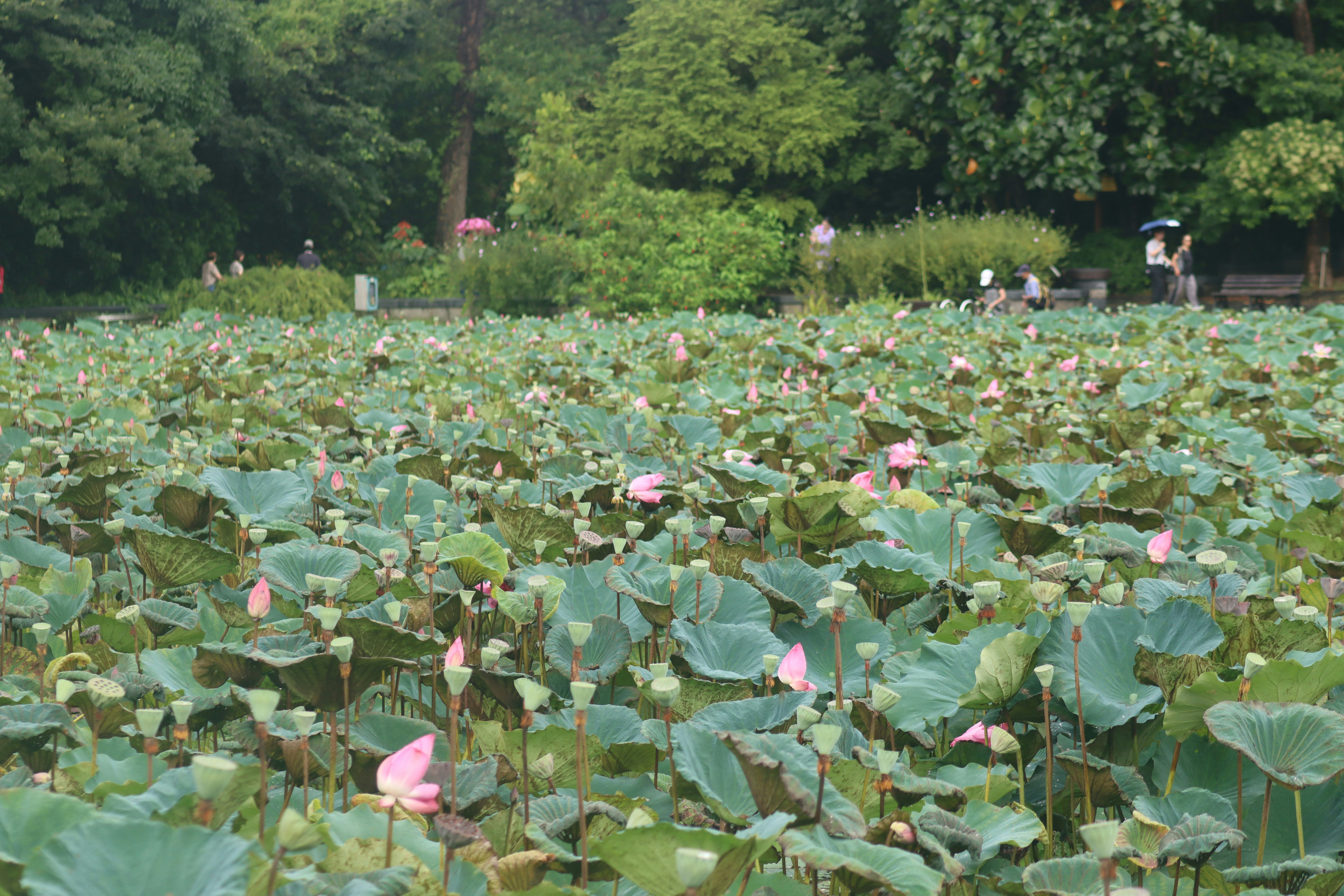 a large field full of lots of pink flowers