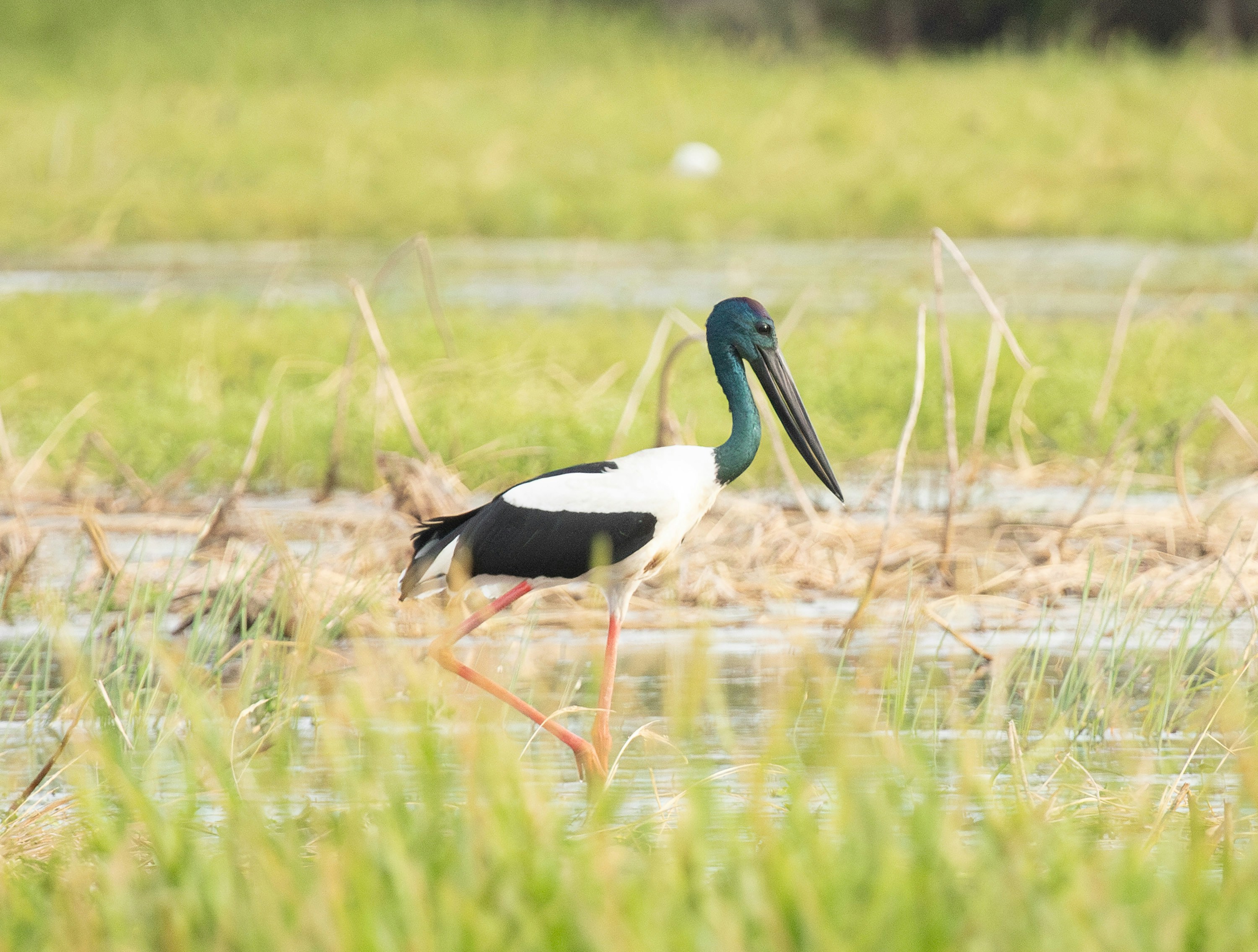 a black and white bird with a long neck walking through a marsh