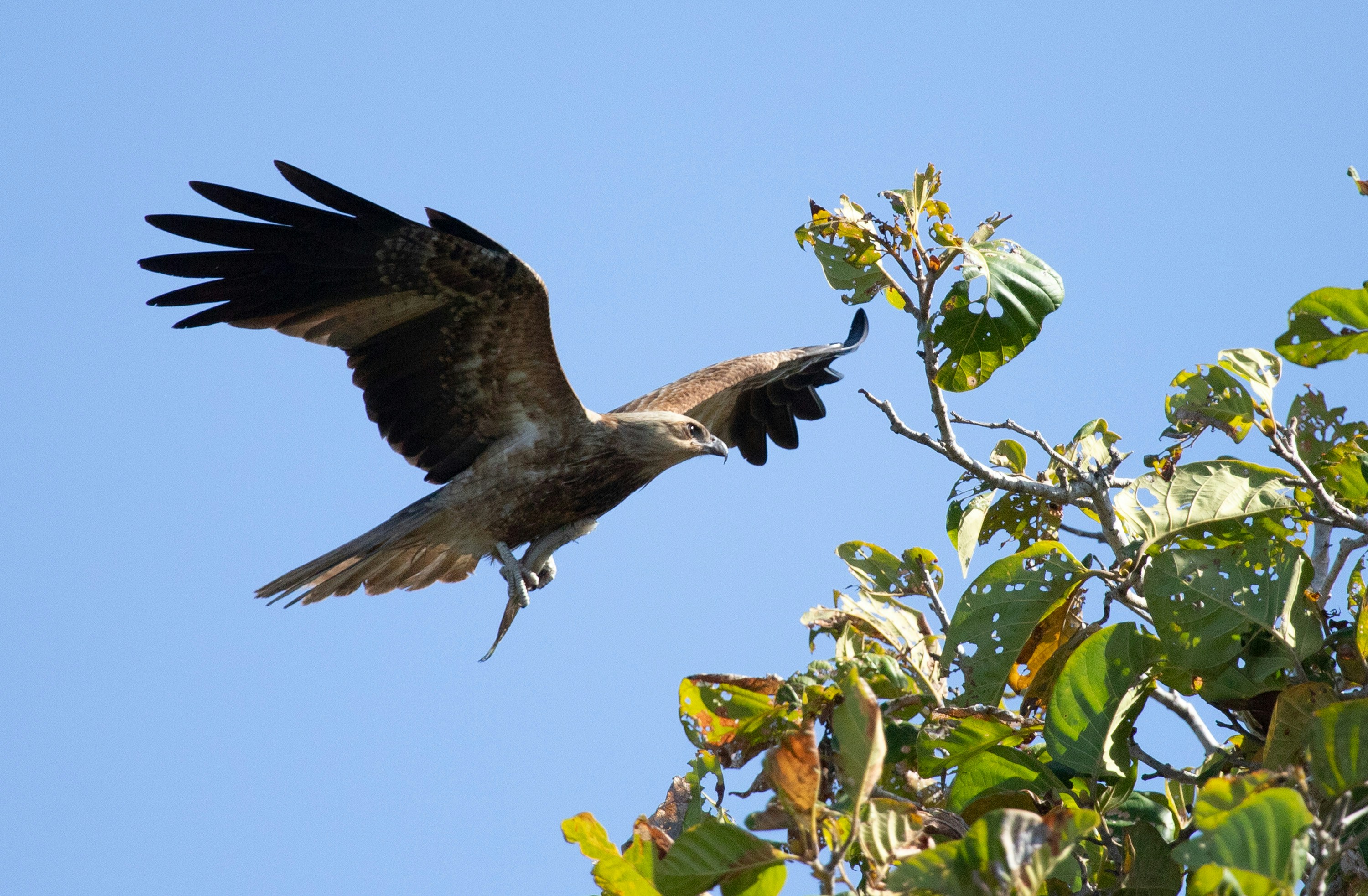 a large bird flying through a blue sky