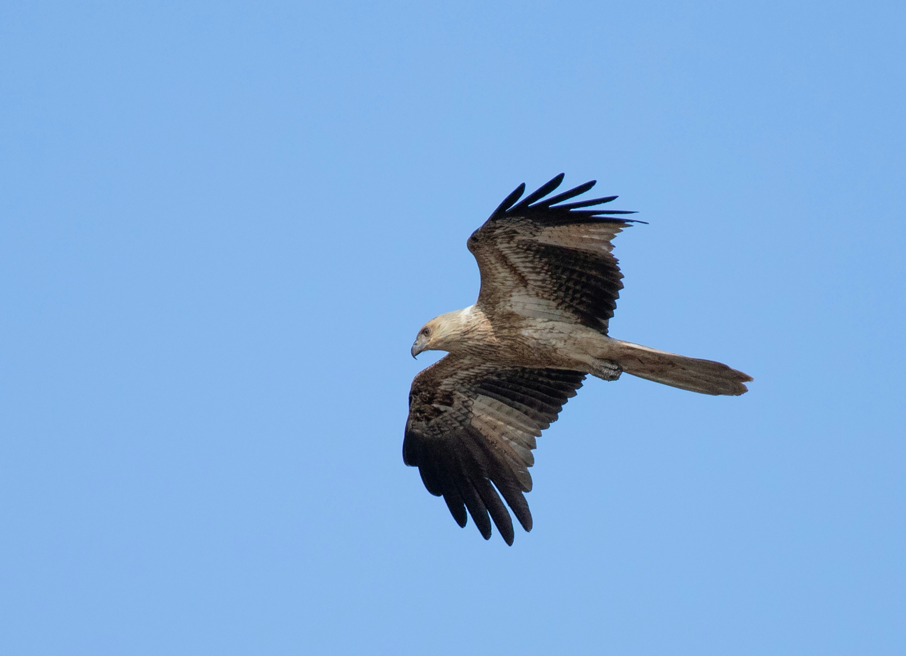 a large bird flying through a blue sky