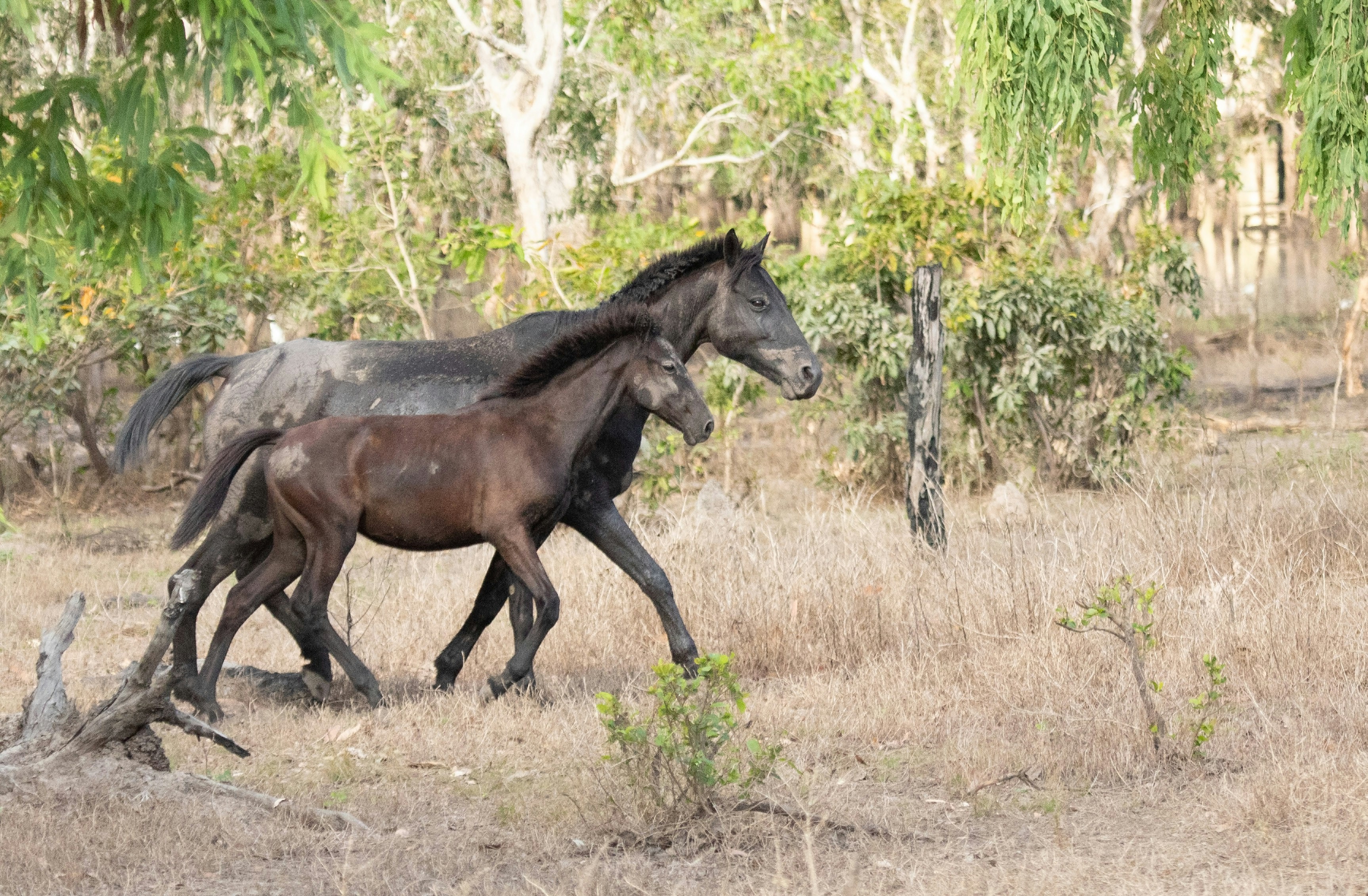 a couple of horses walking across a dry grass field