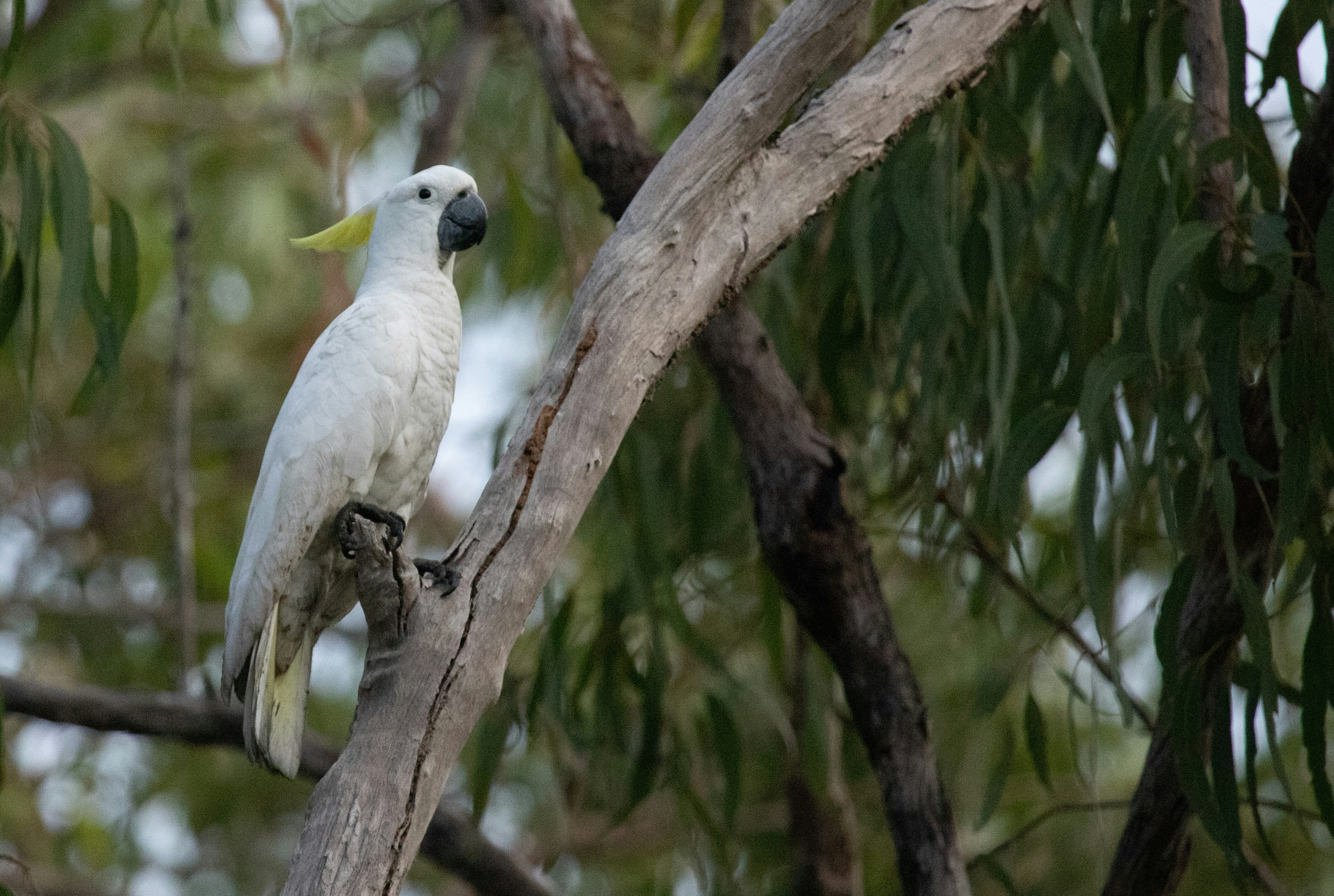 a white bird perched on top of a tree branch