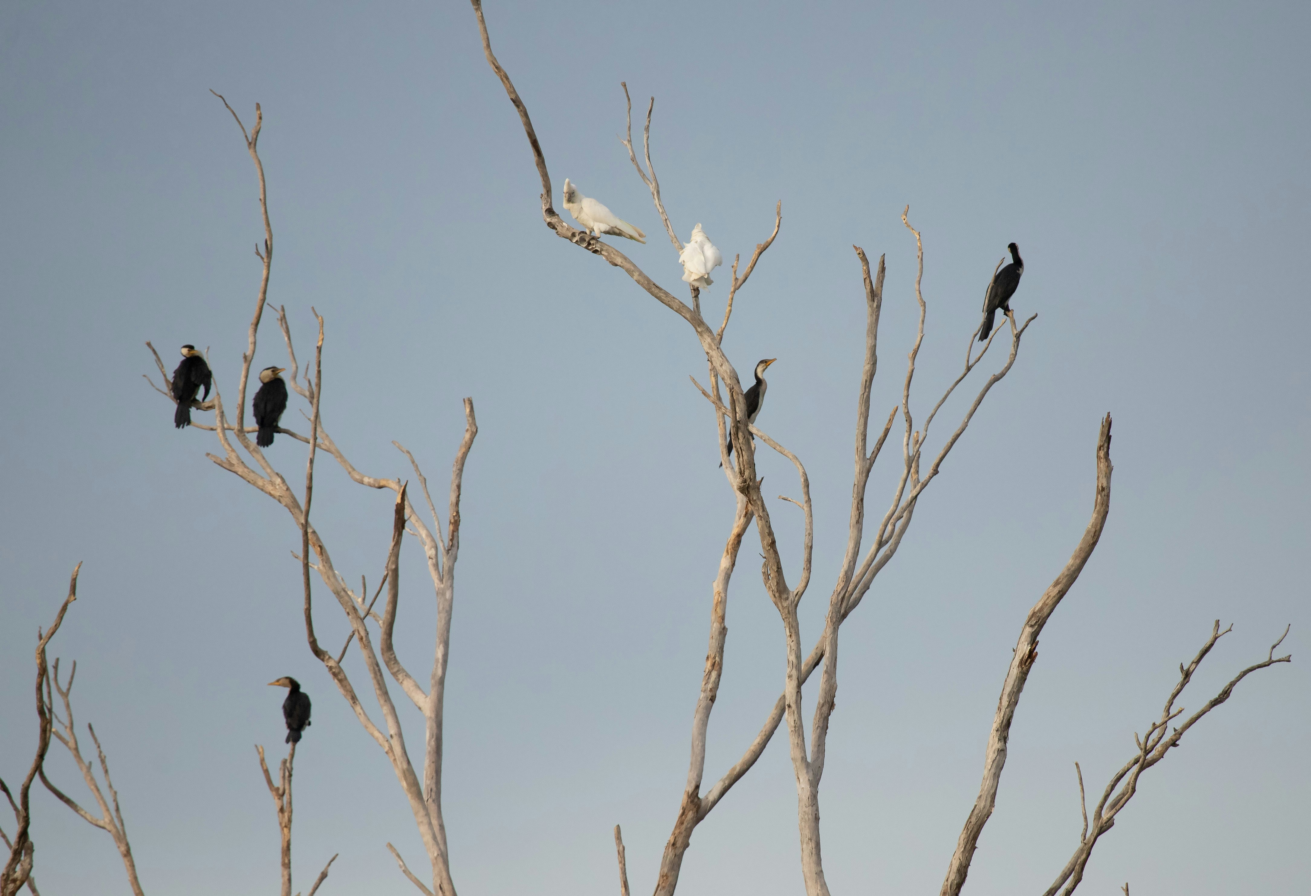 Northern Territory Wetlands