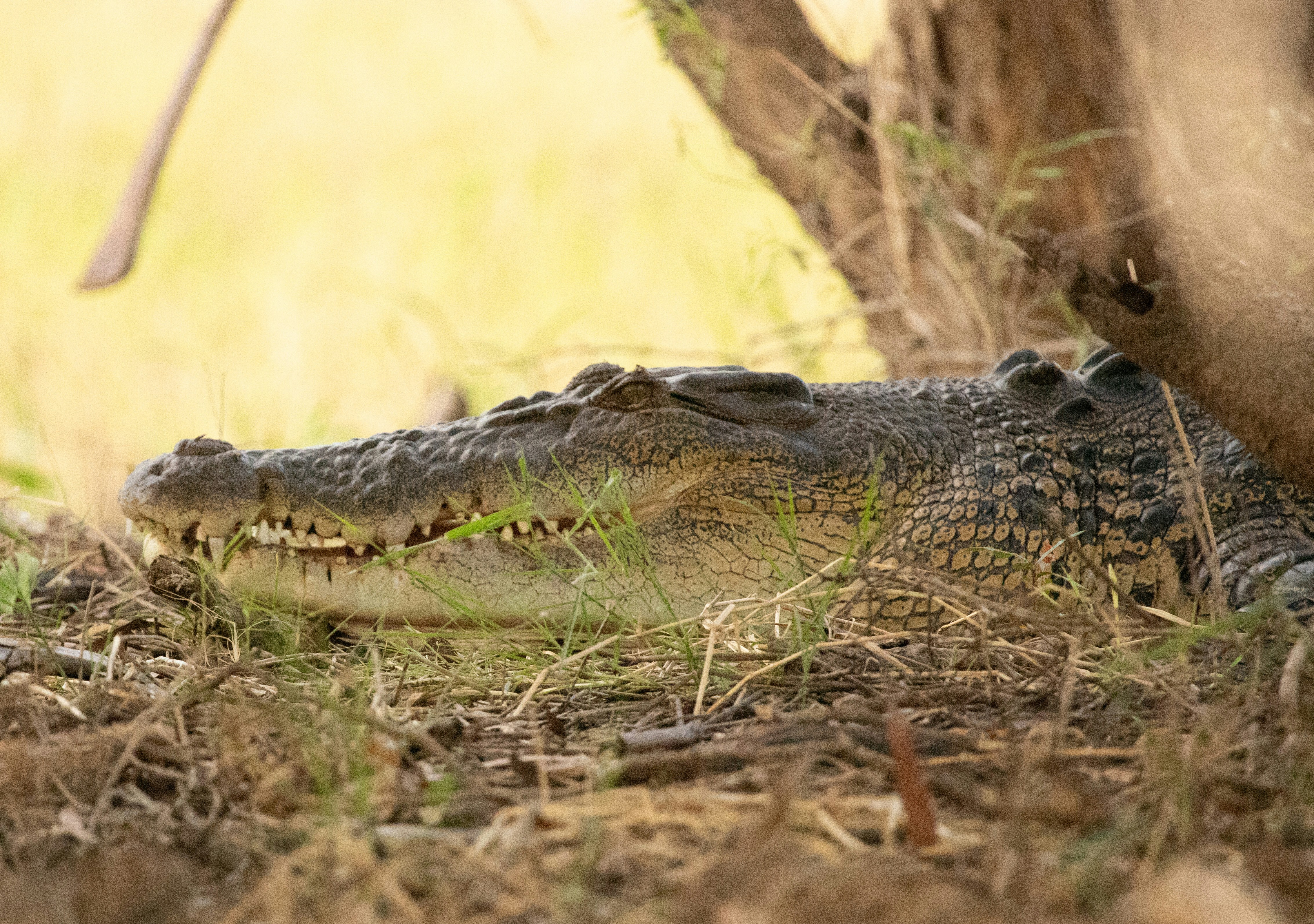 a large alligator laying on the ground next to a tree, 
