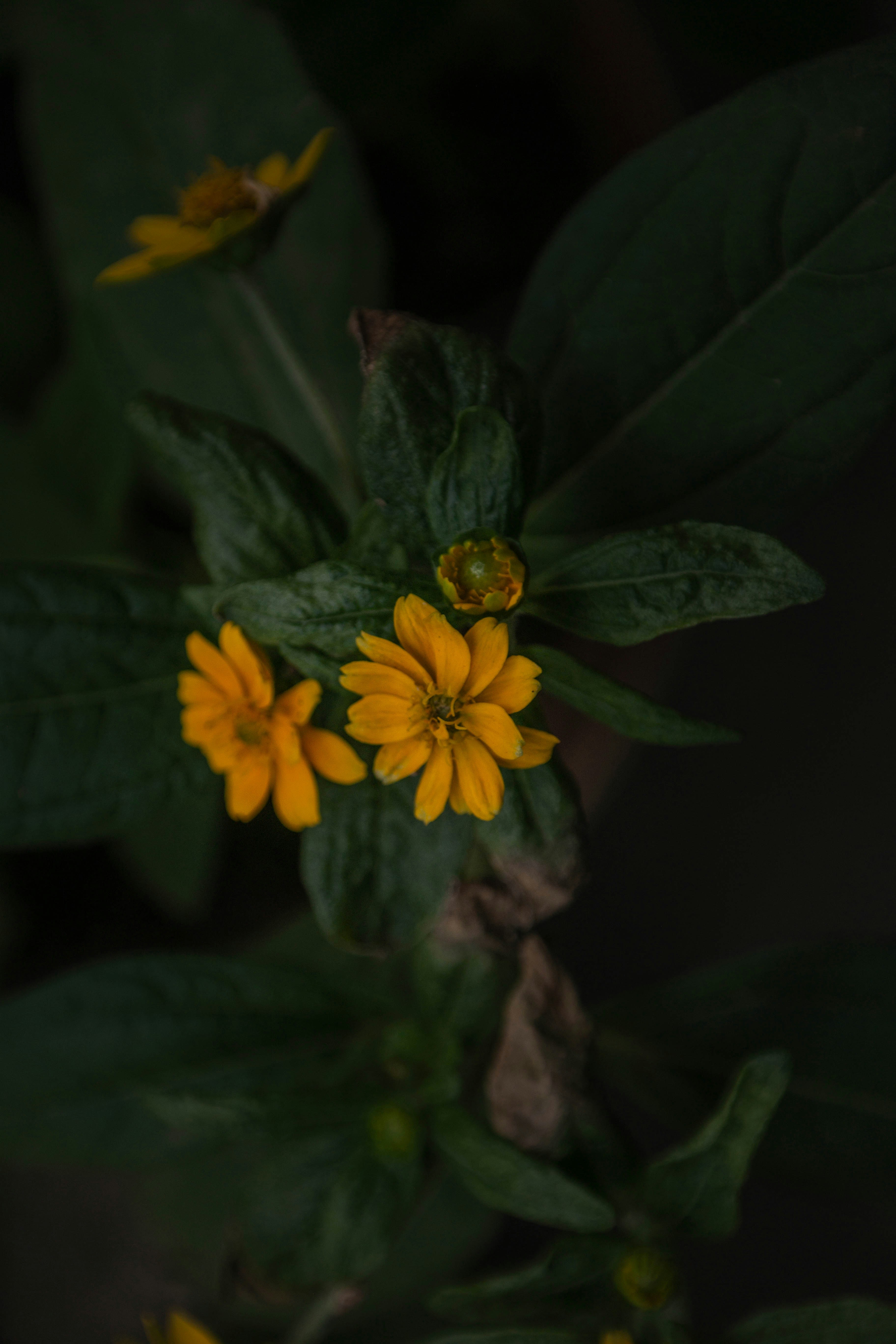 a close up of a yellow flower with green leaves