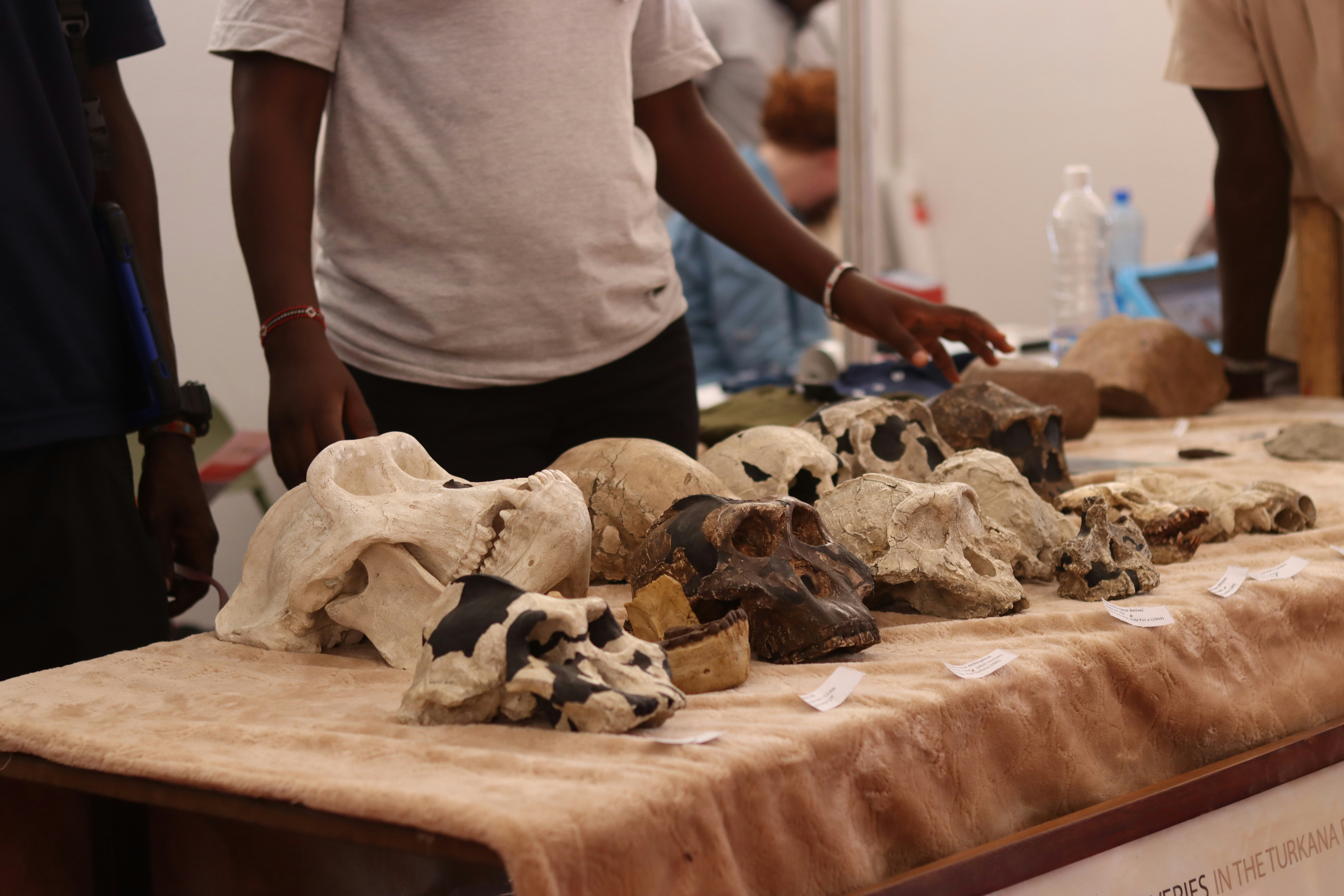 students examining bones in osteology laboratory - forensic anthropology forensic