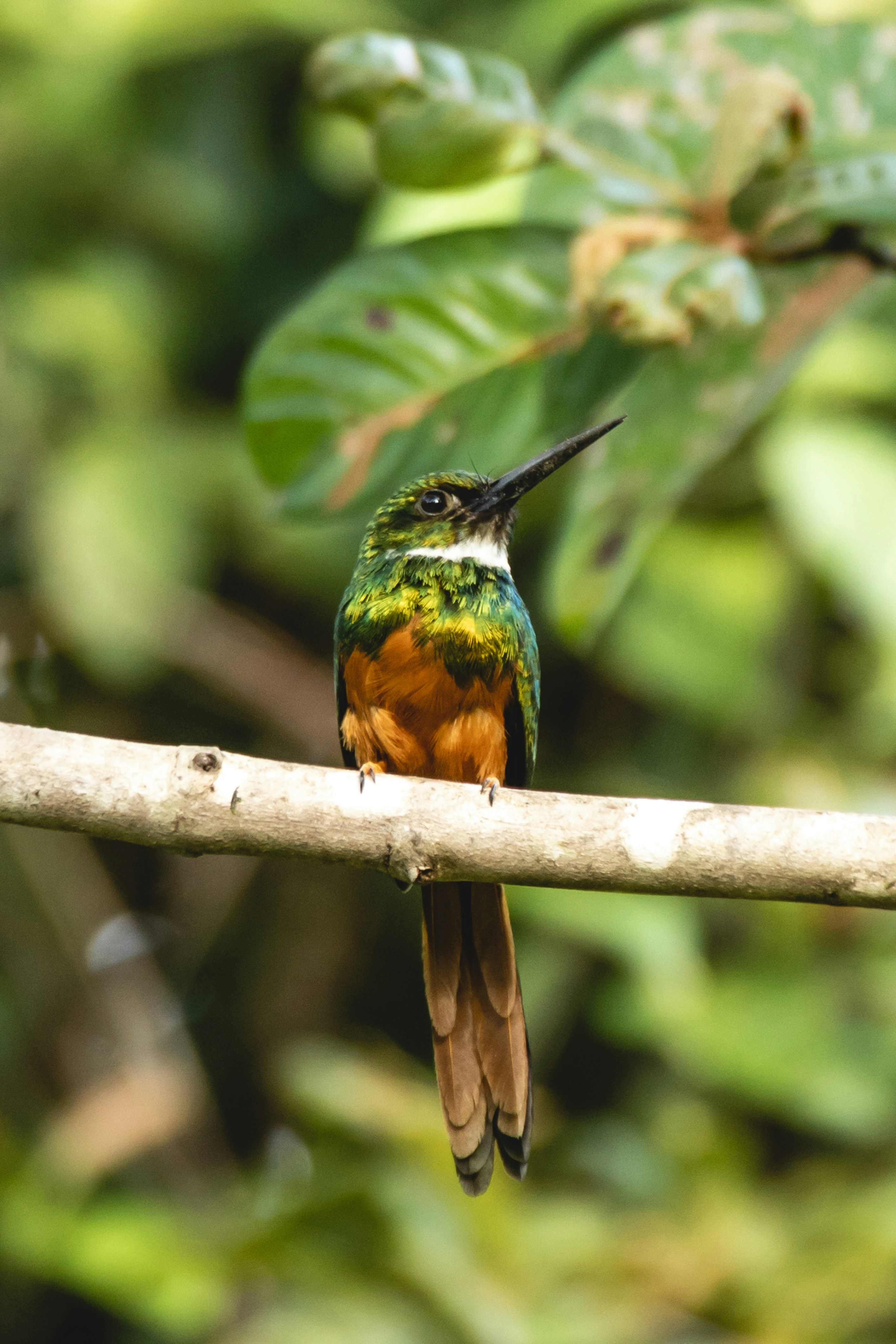 木の枝にとまる緑と茶色の鳥の写真 – Unsplashの鳥の無料画像