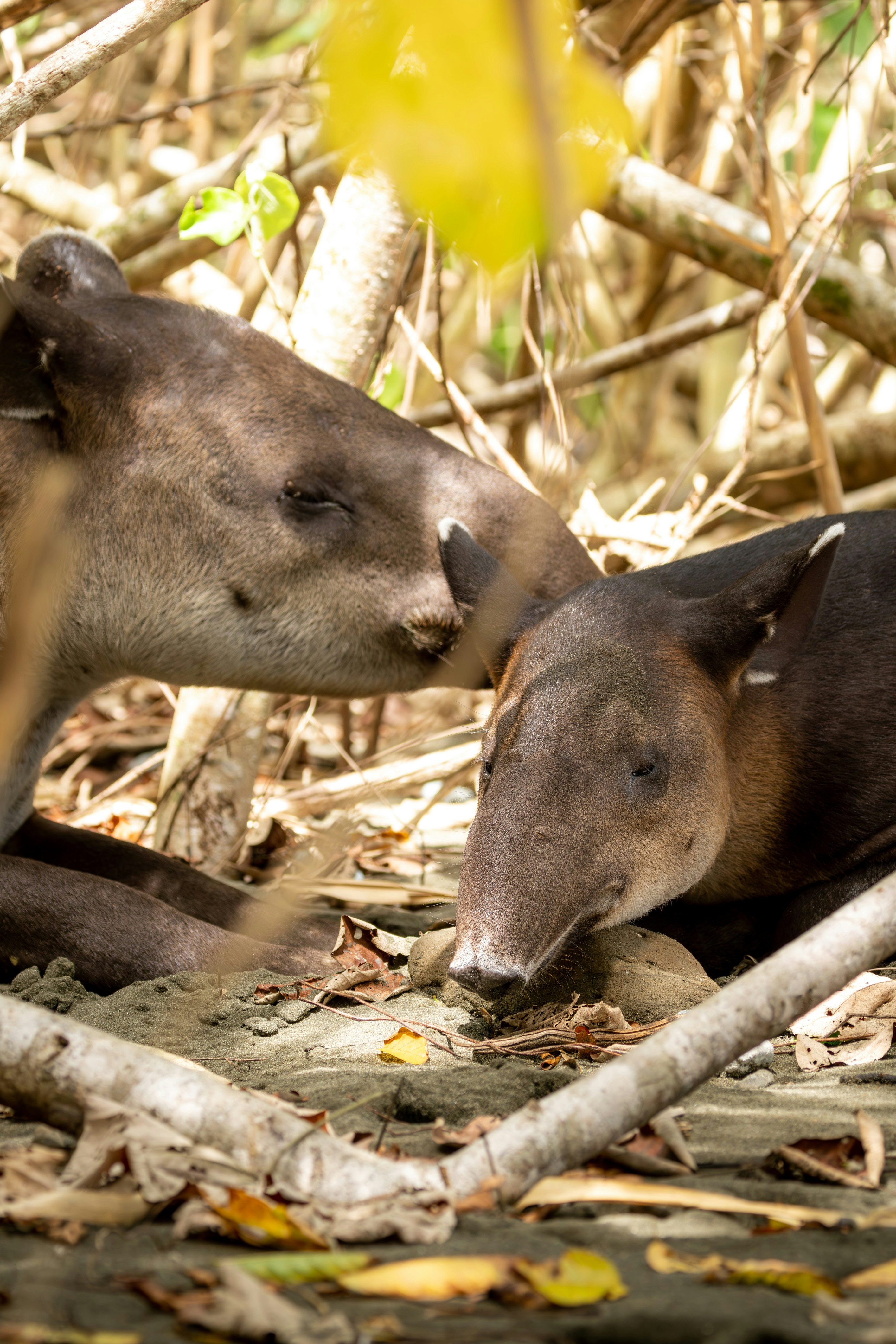 흙 속에 누워 있는 두 마리의 동물