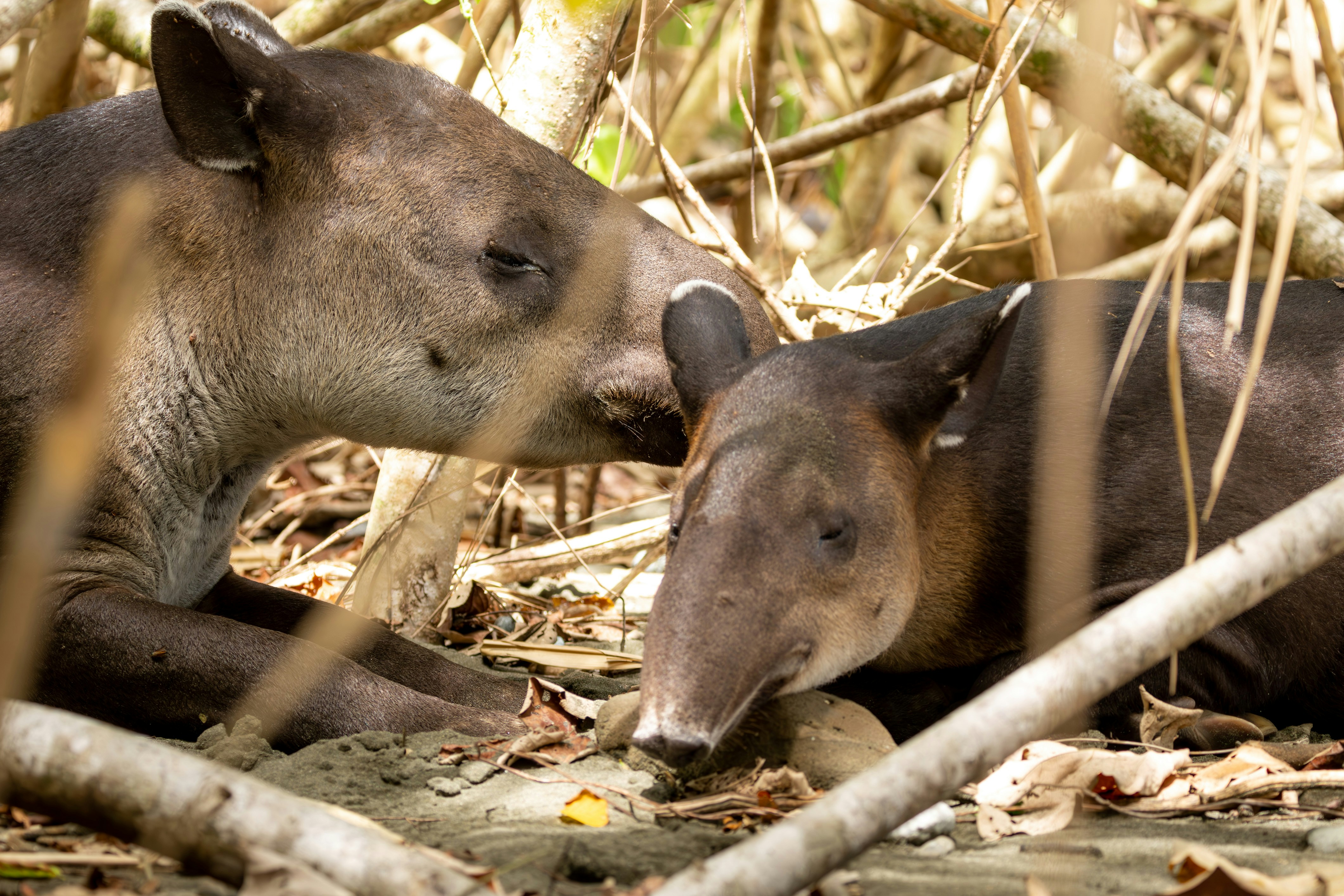 Mother-Calf Swimming Dynamics (image credits: unsplash)