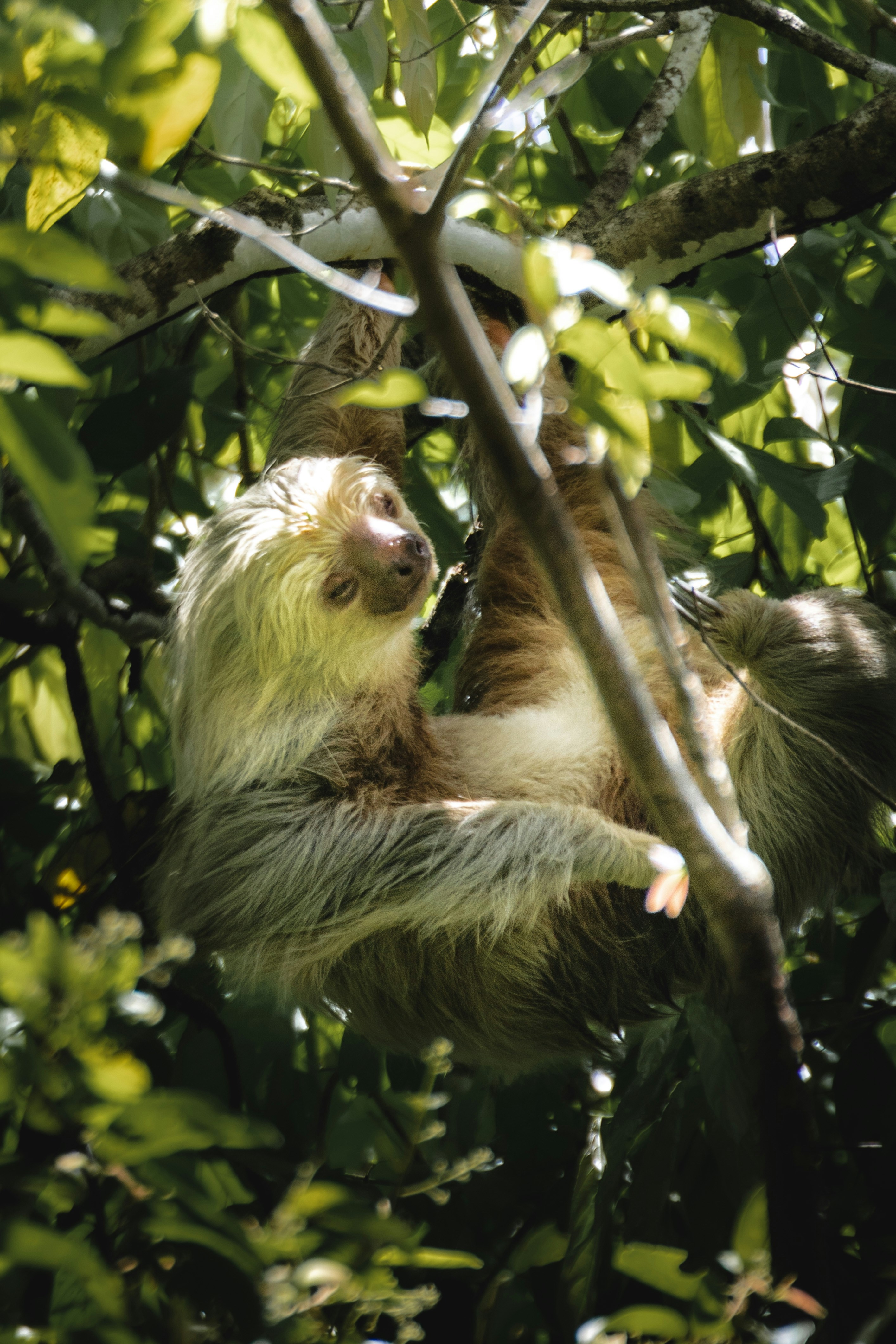 a brown and white sloth hanging from a tree branch