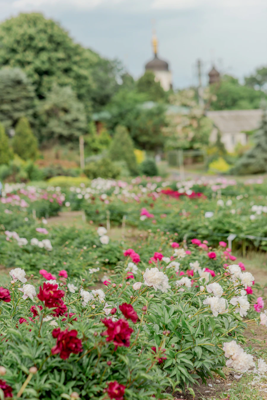 Pink and white flowers growing together in a garden bed
