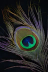 a close up of a peacock feather on a black background