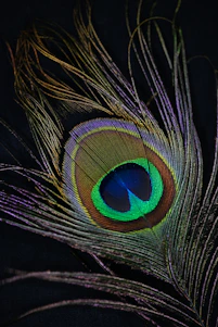 a close up of a peacock feather on a black background