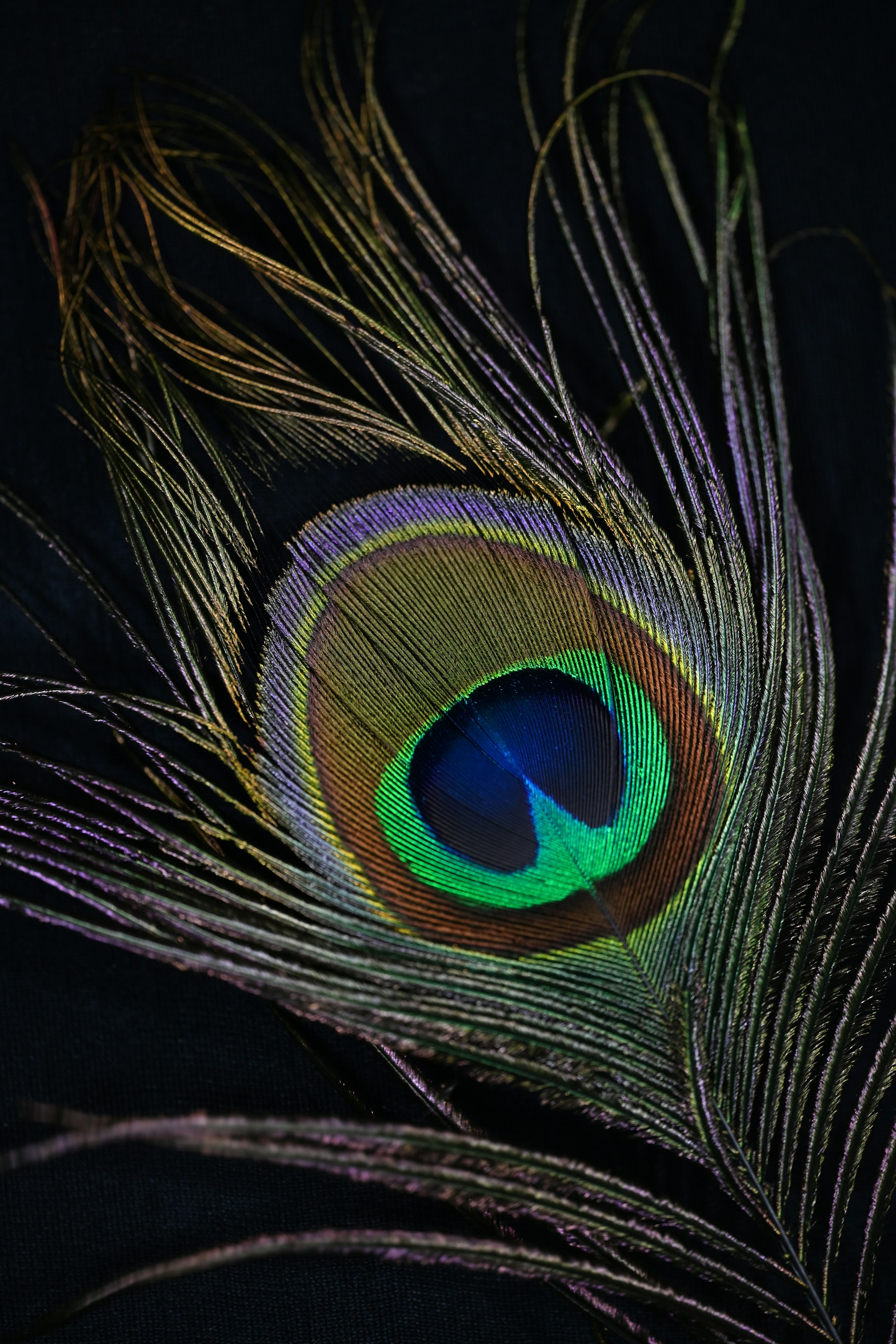 a close up of a peacock feather on a black background