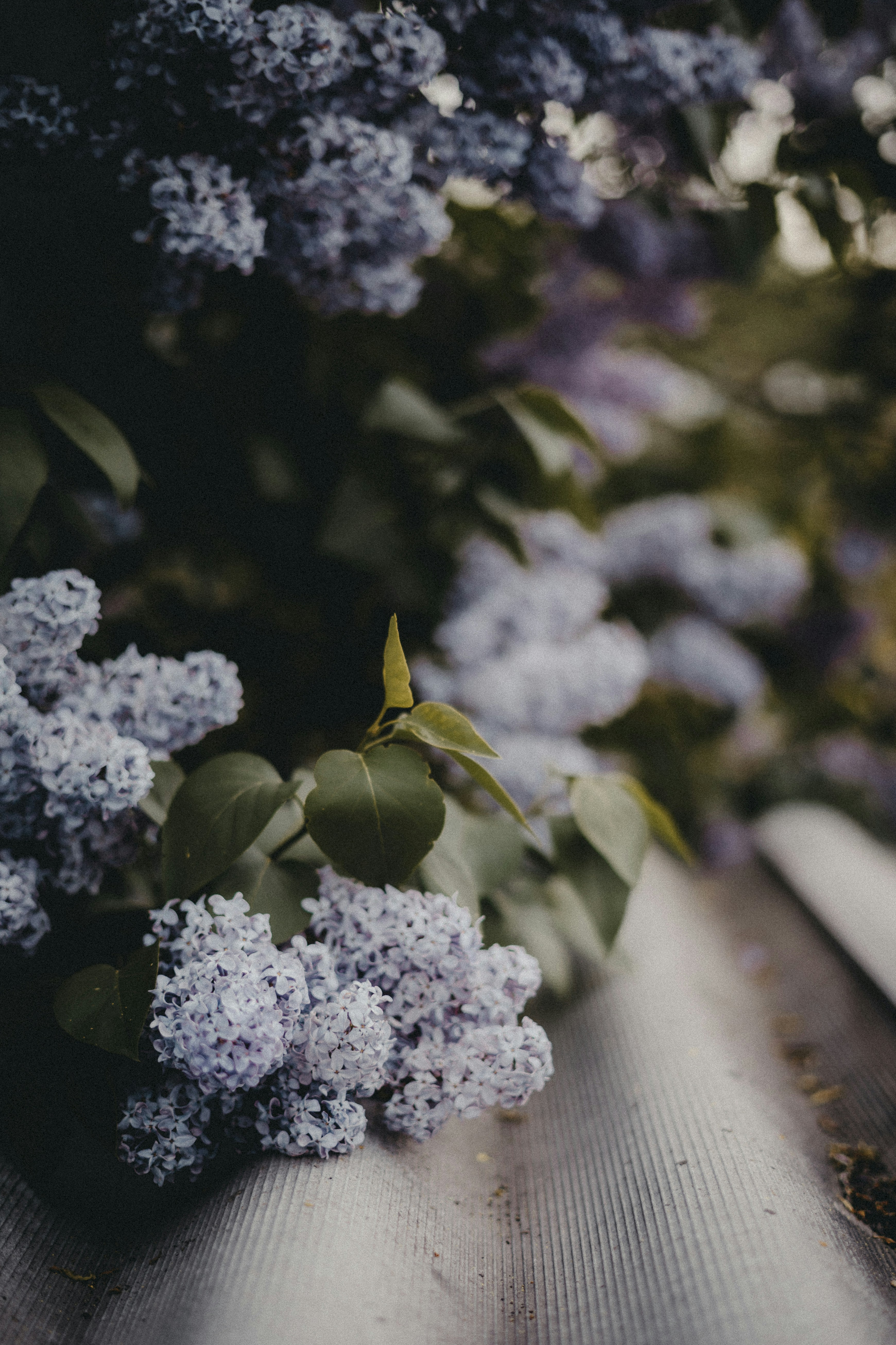 a close up of a bunch of flowers on a bench