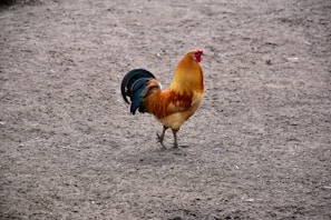 a rooster is standing in the dirt