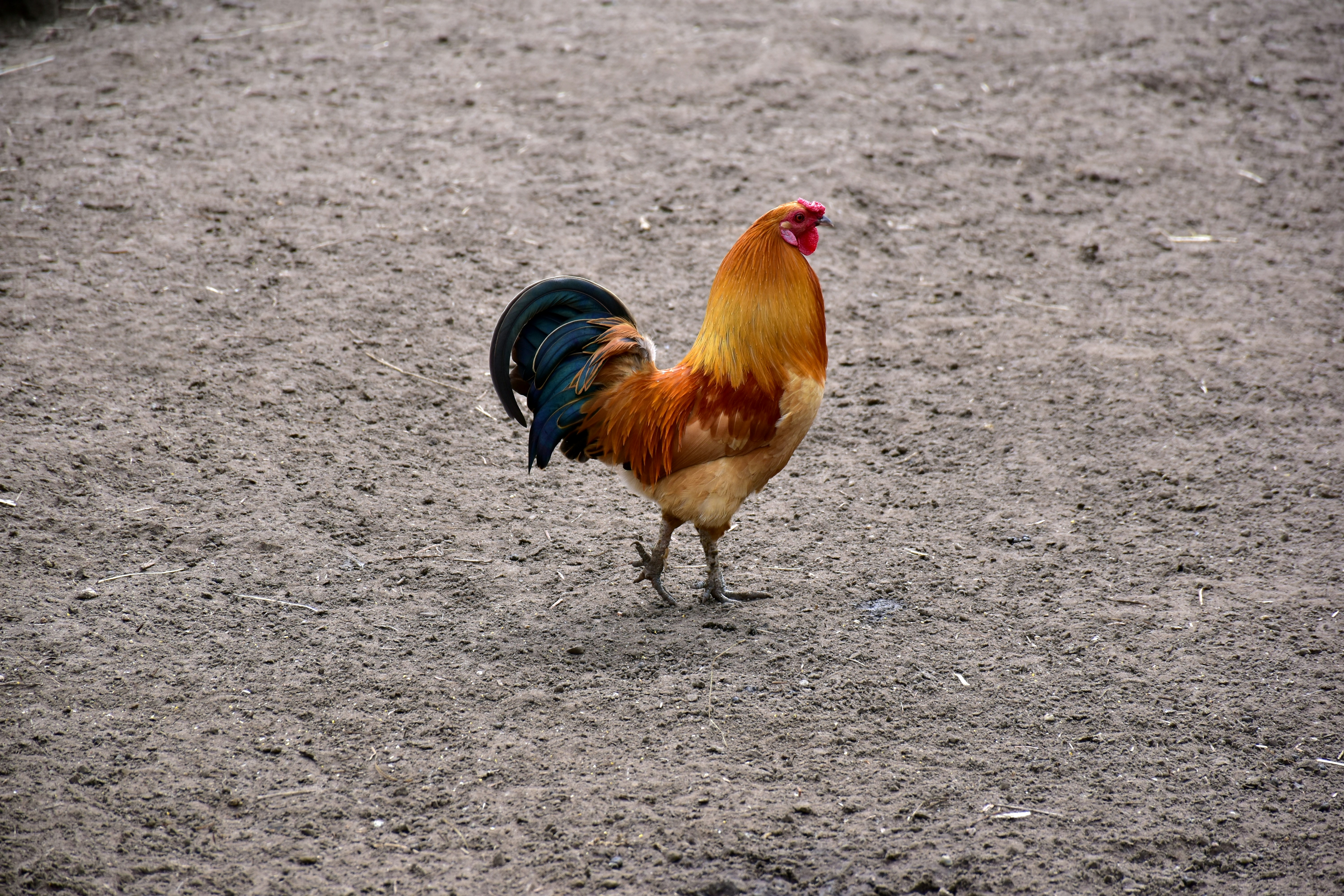 A proud rooster (The site of a rooster on the farm)