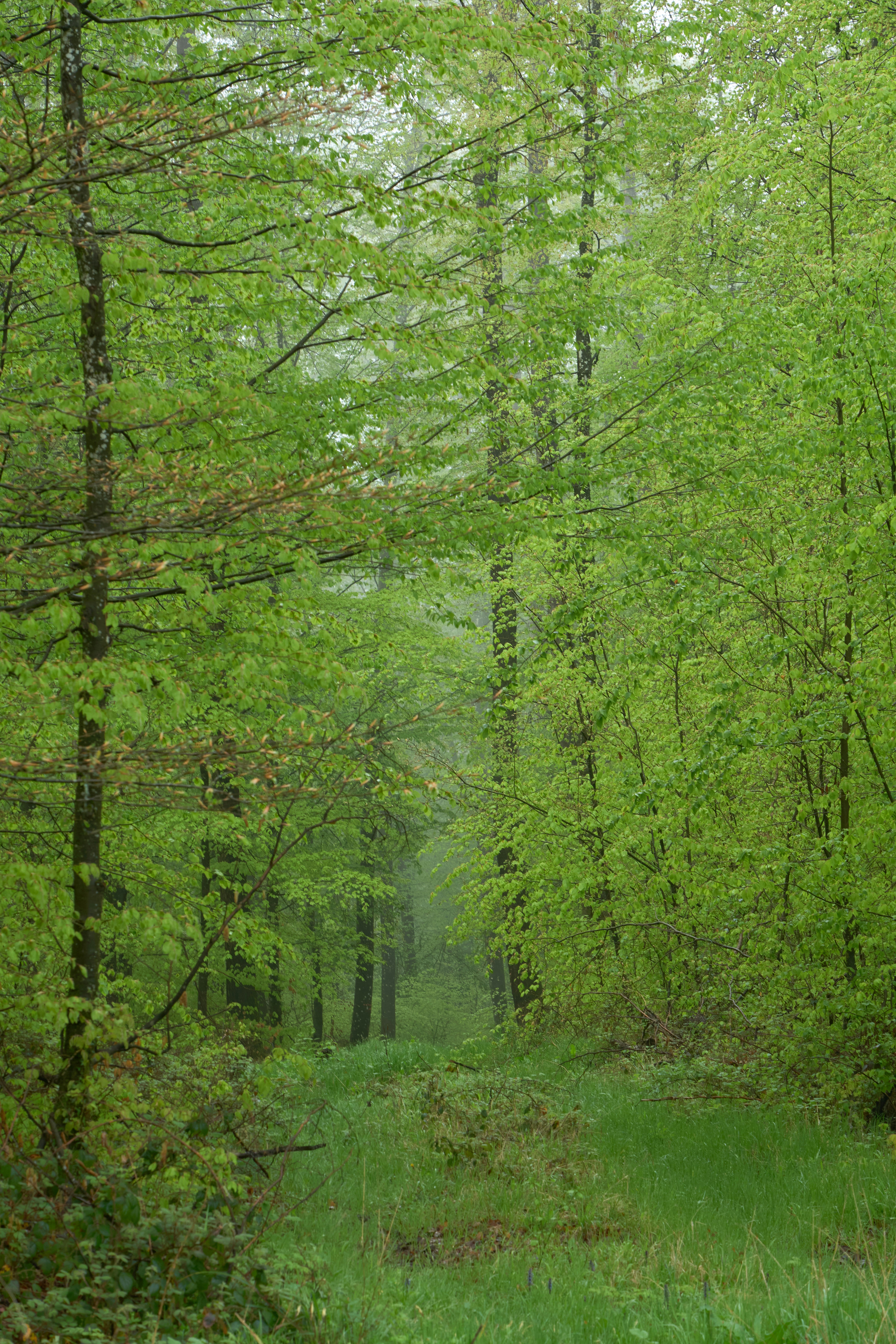 Photo by wolfgang_hasselmann