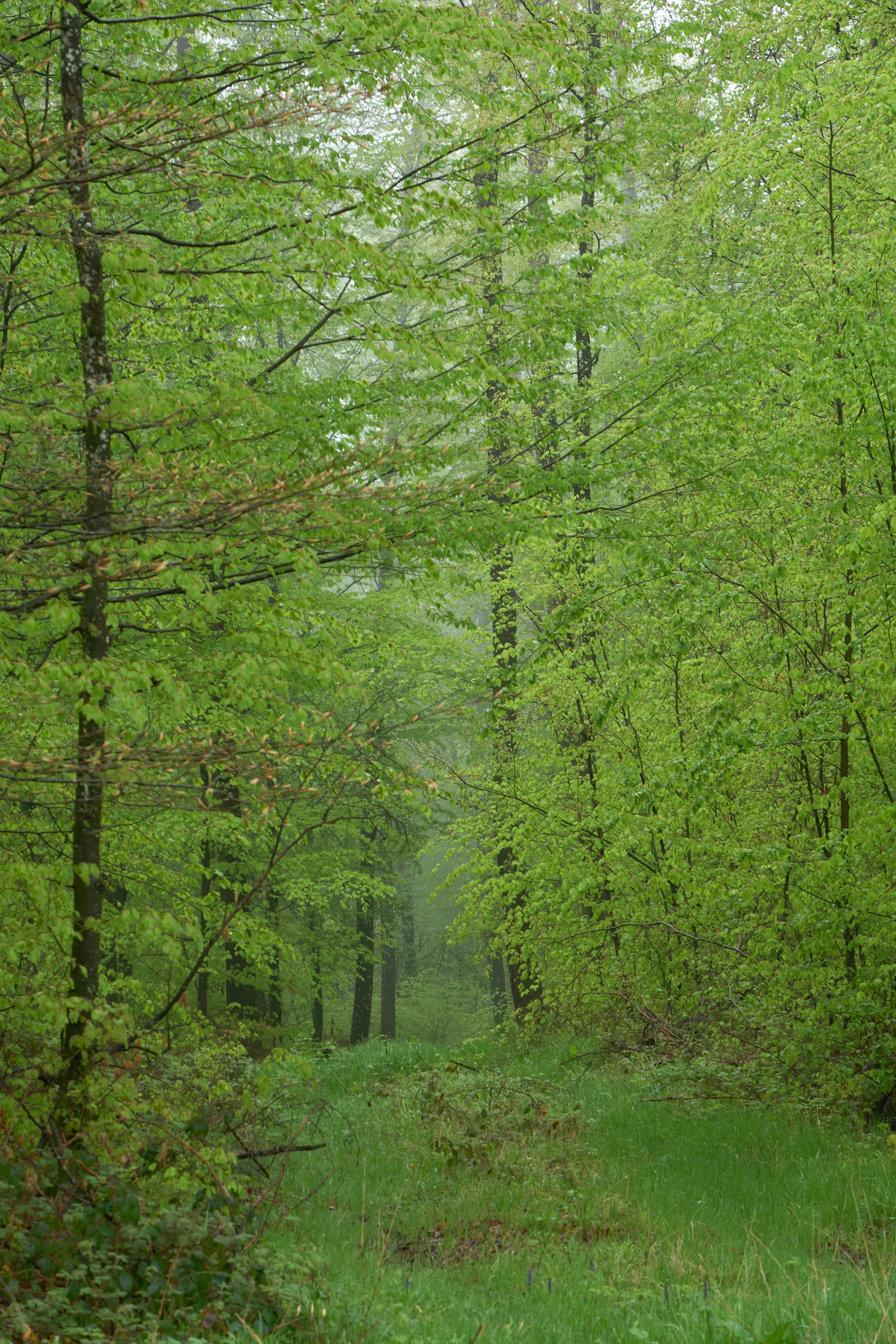 Weg durch einen grünen Wald