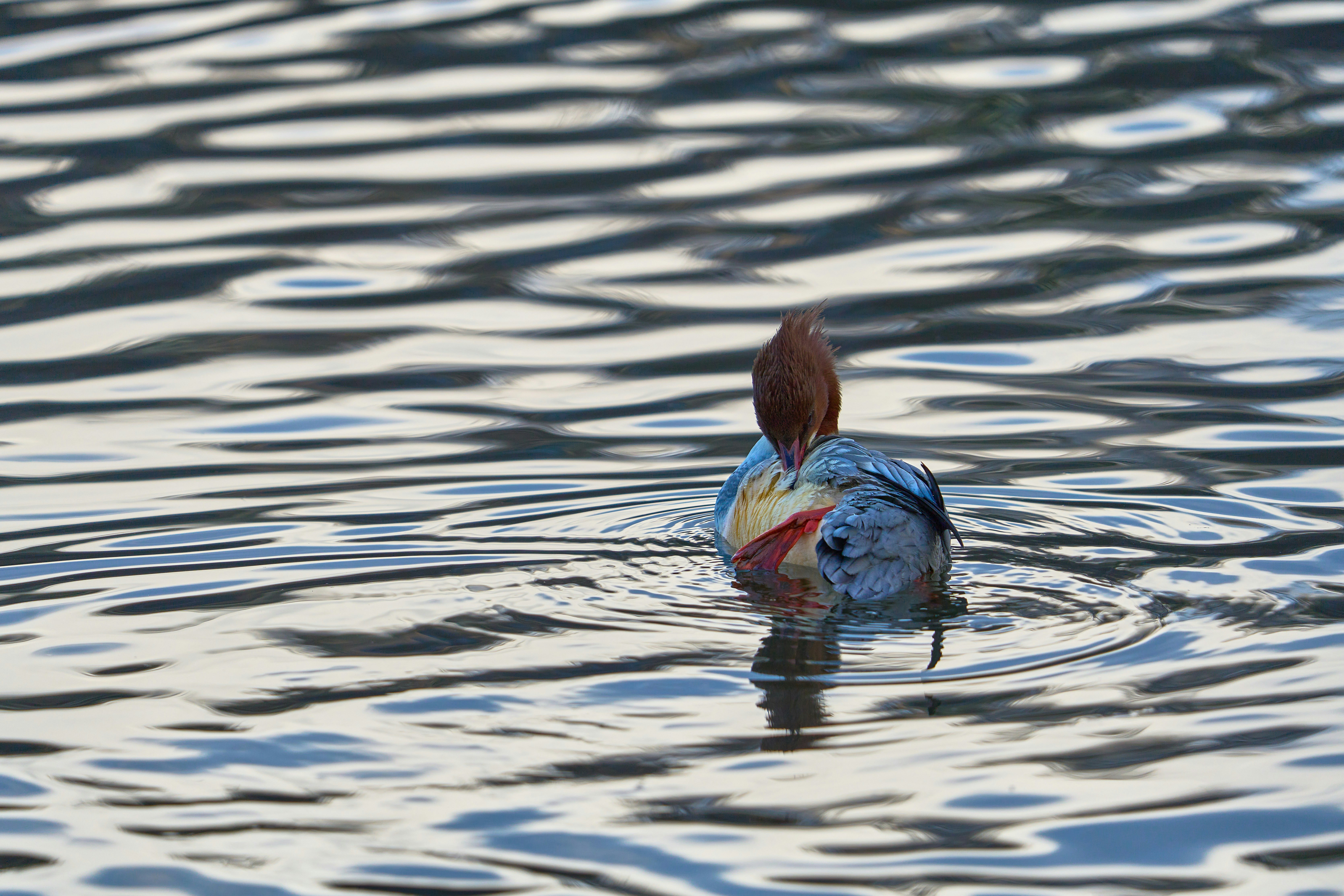 Photo by wolfgang_hasselmann