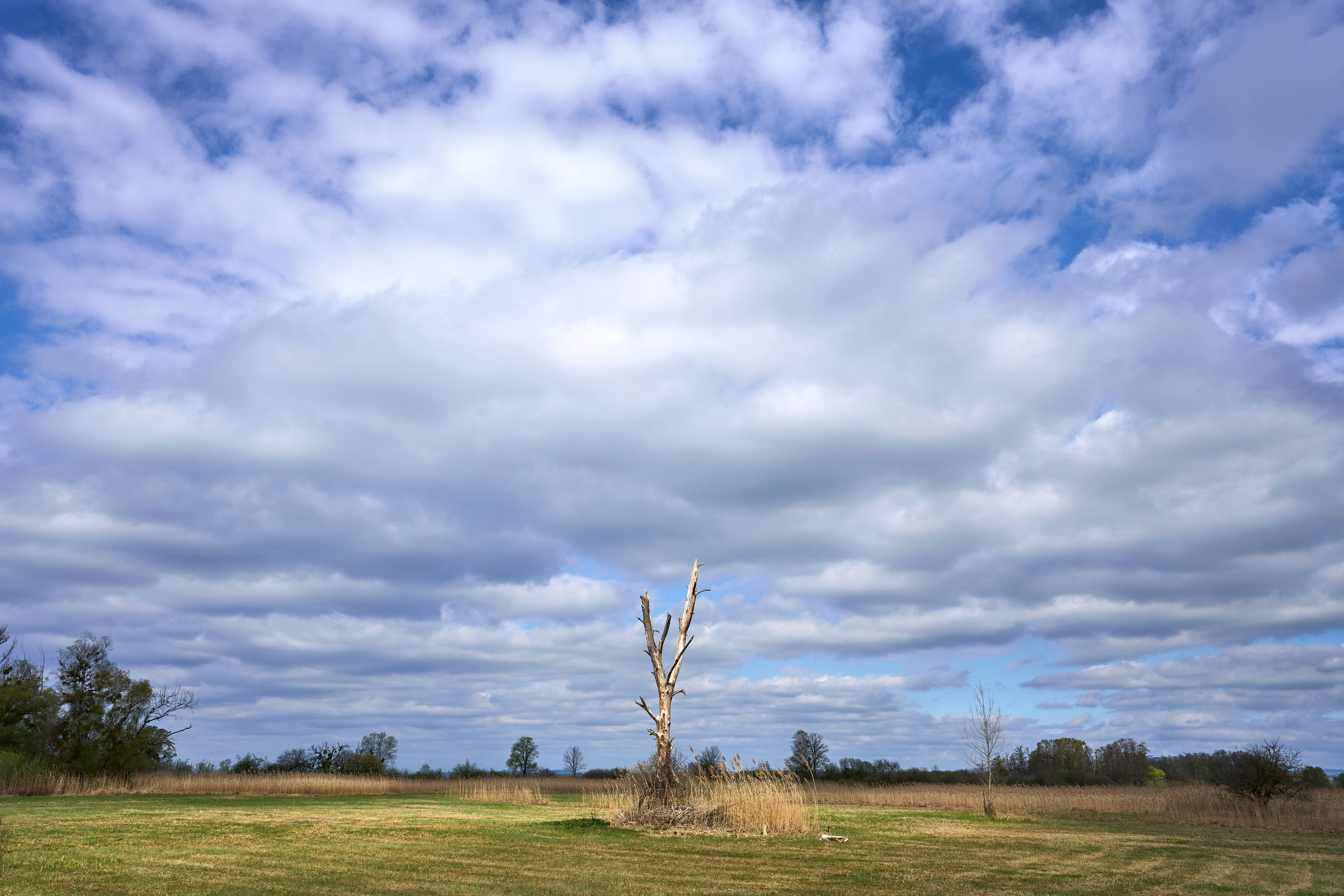 Photo by wolfgang_hasselmann
