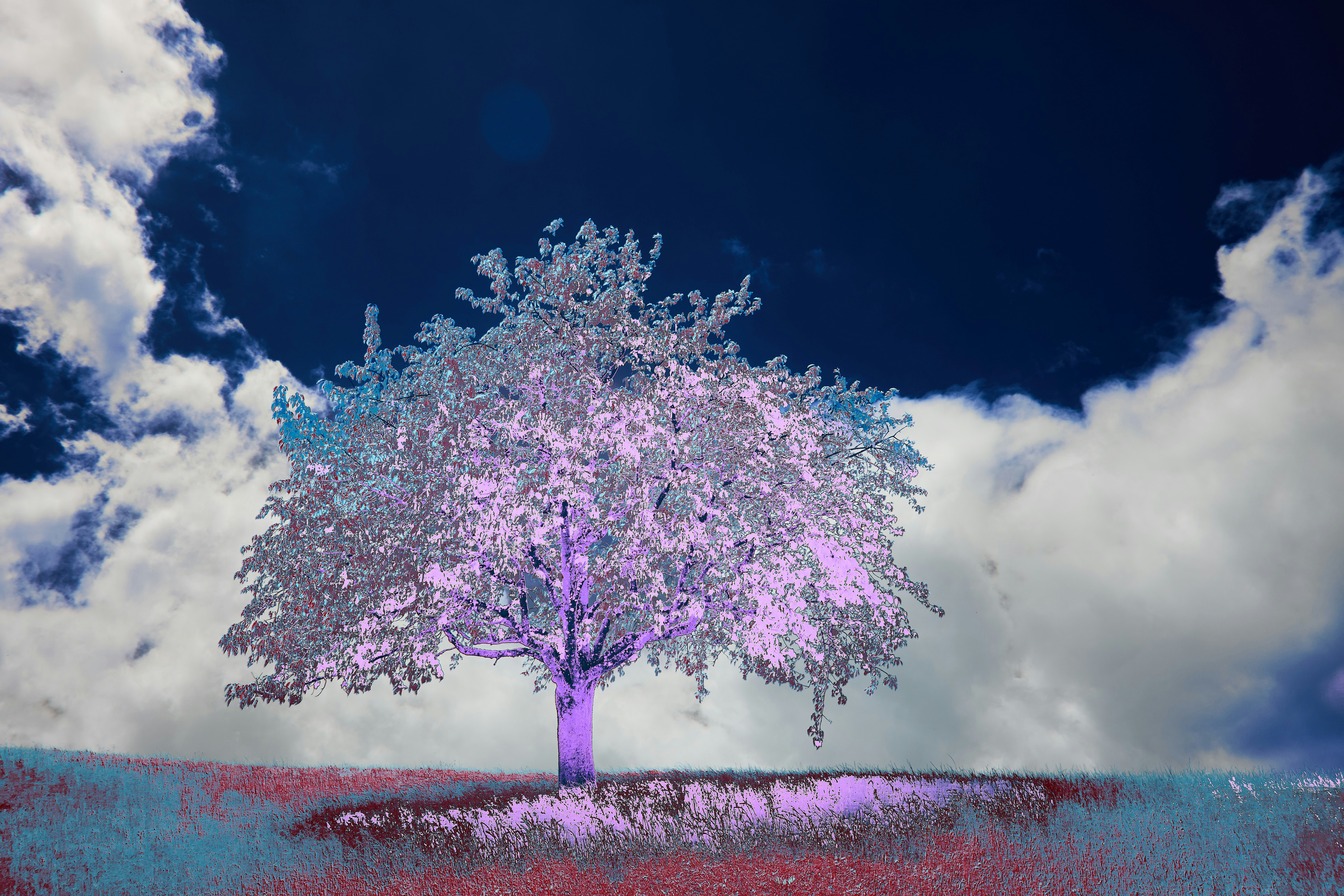 Photo by wolfgang_hasselmann