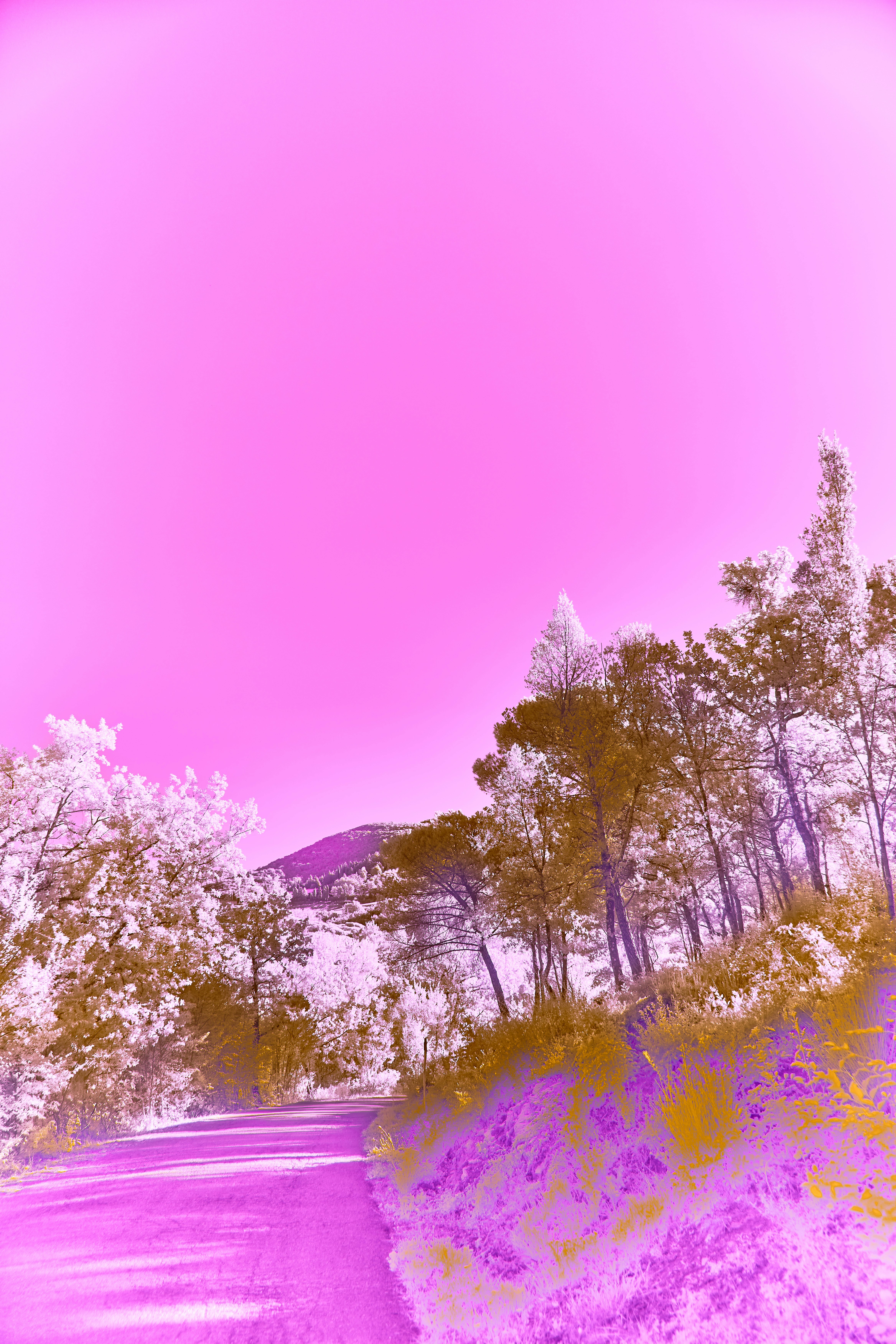 Photo by wolfgang_hasselmann