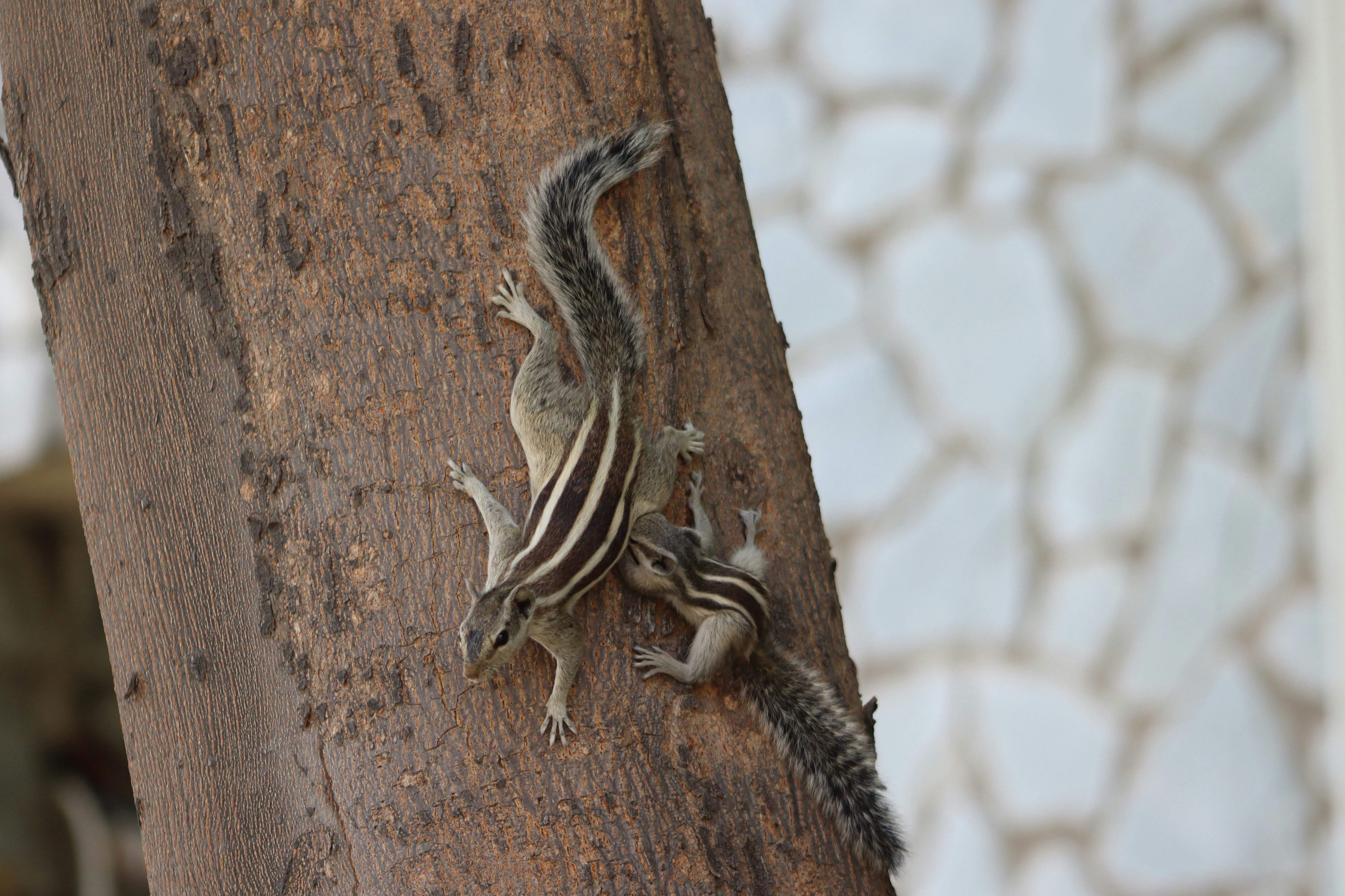 a small lizard is climbing up the side of a tree