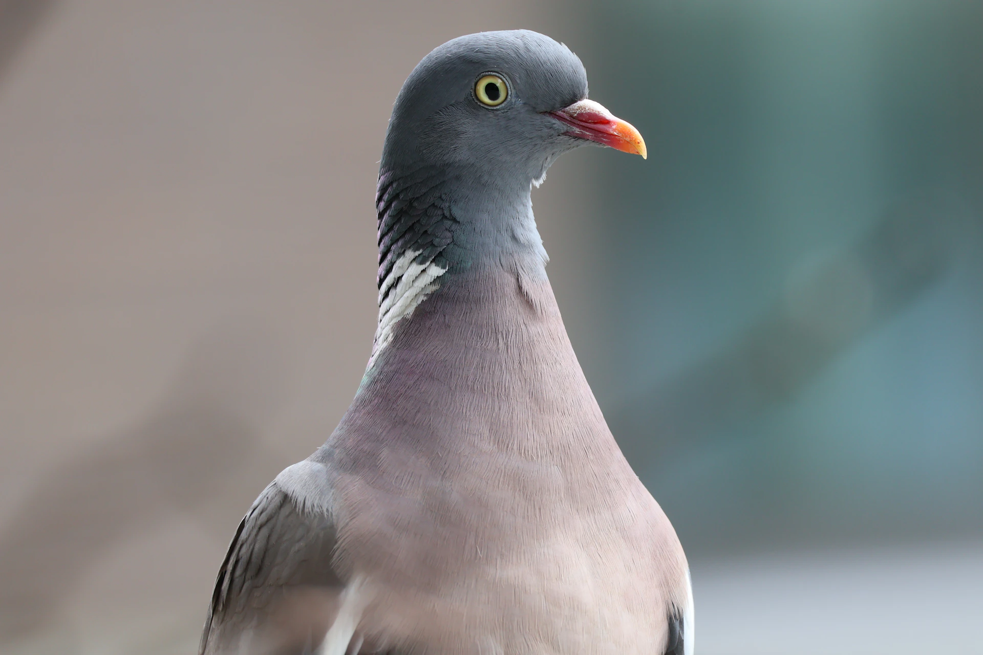 a close up of a bird with a blurry background