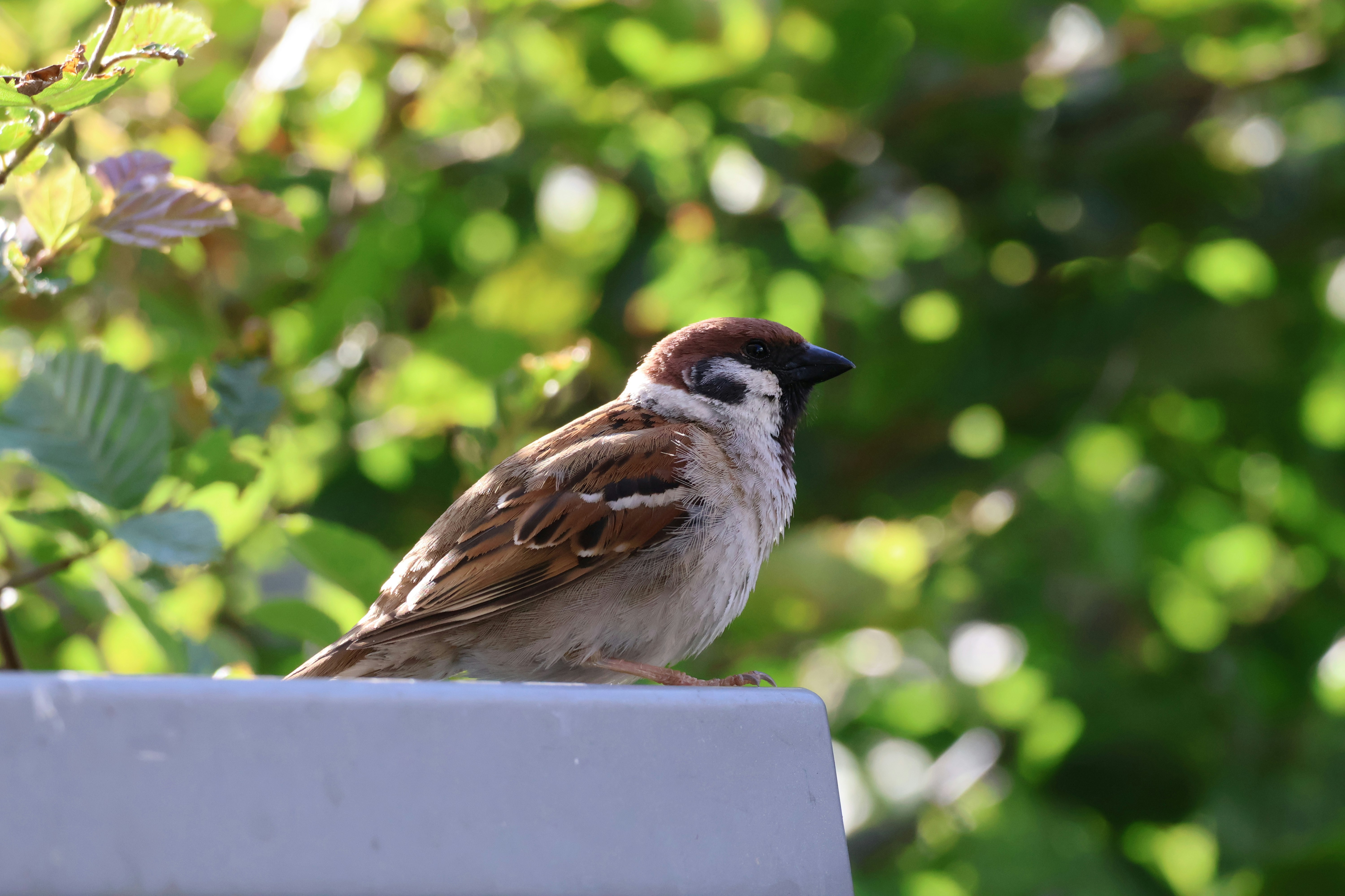 Red de Ringmus: projectbeschrijving op basis van een voorlopige inventarisatie